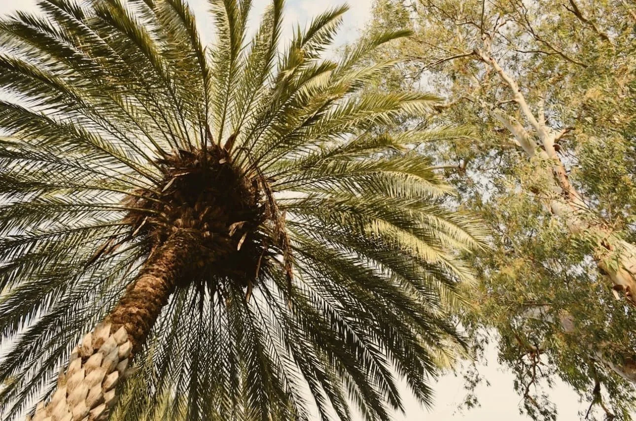 Vista desde abajo de una palmera y un árbol, mostrando las hojas y el tronco.