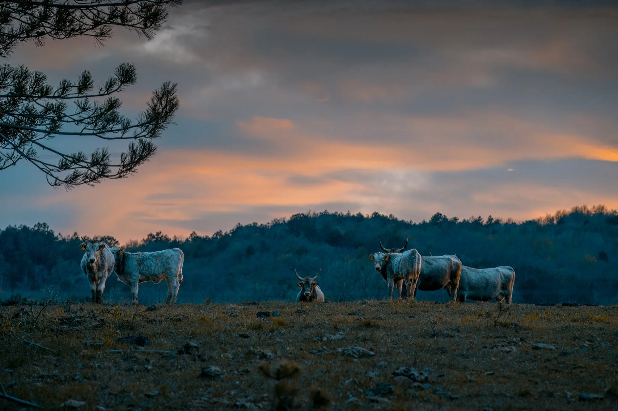 Four cows in a field during sunset with a background of wooded hills and a partly cloudy sky.