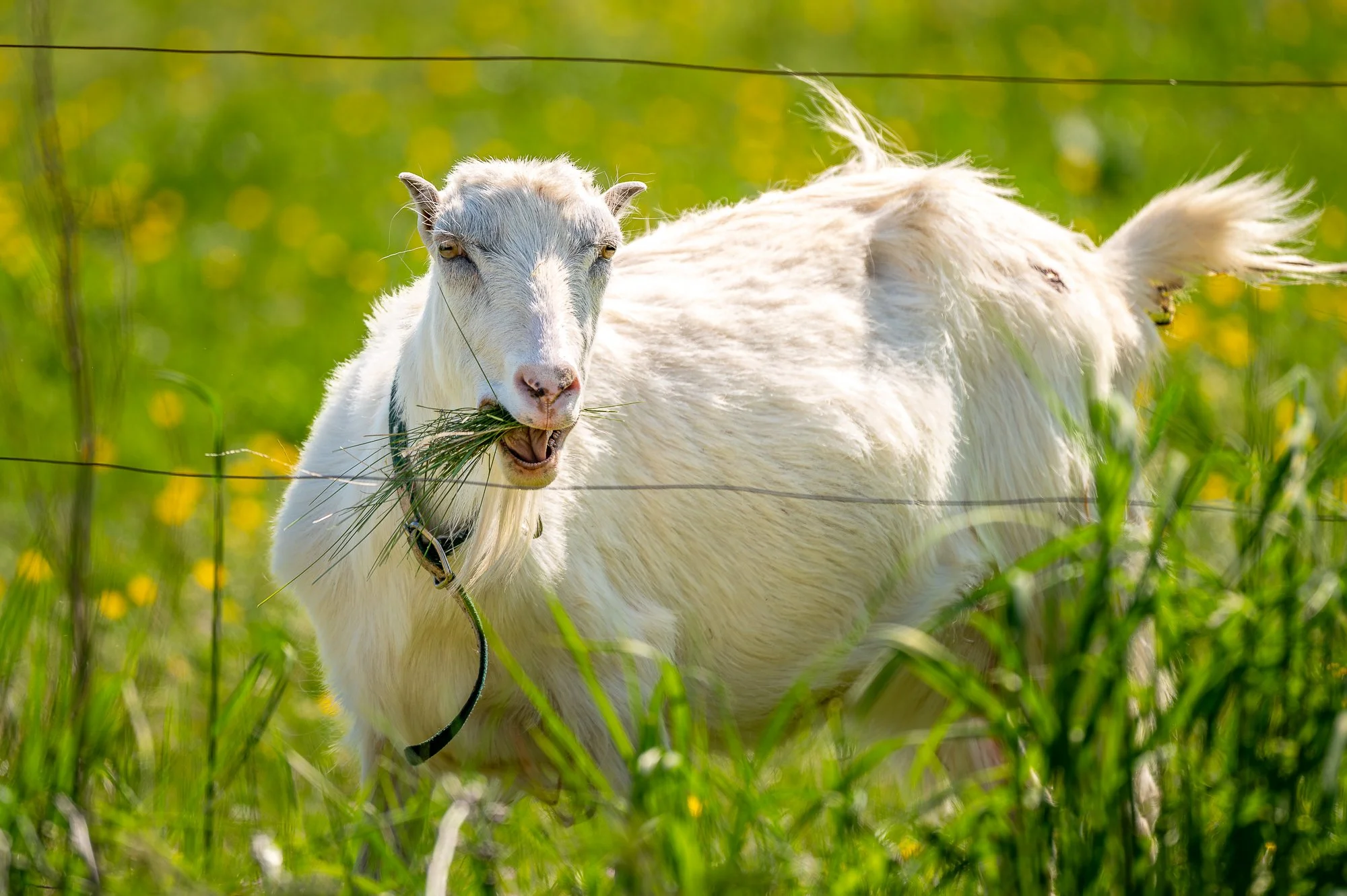 A white goat standing in a green field with yellow flowers, chewing on grass, with a wire fence in the background.