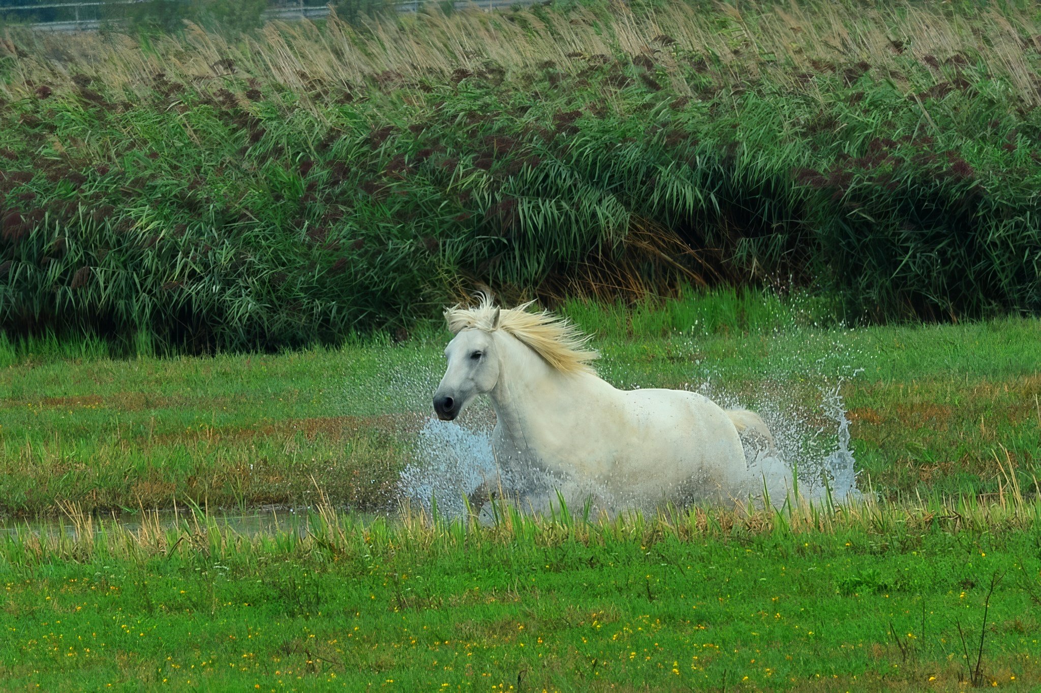 A white horse running through a green grassy field with splashing water and tall green grasses in the background.