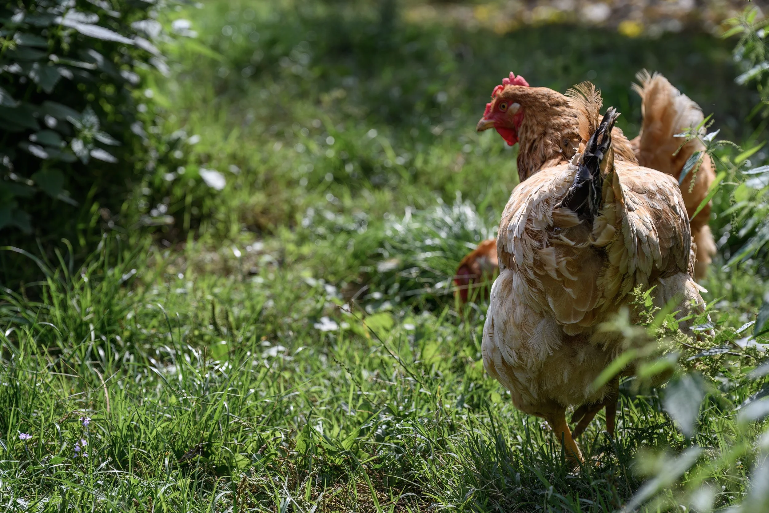 A chicken standing on green grass in a natural outdoor setting.