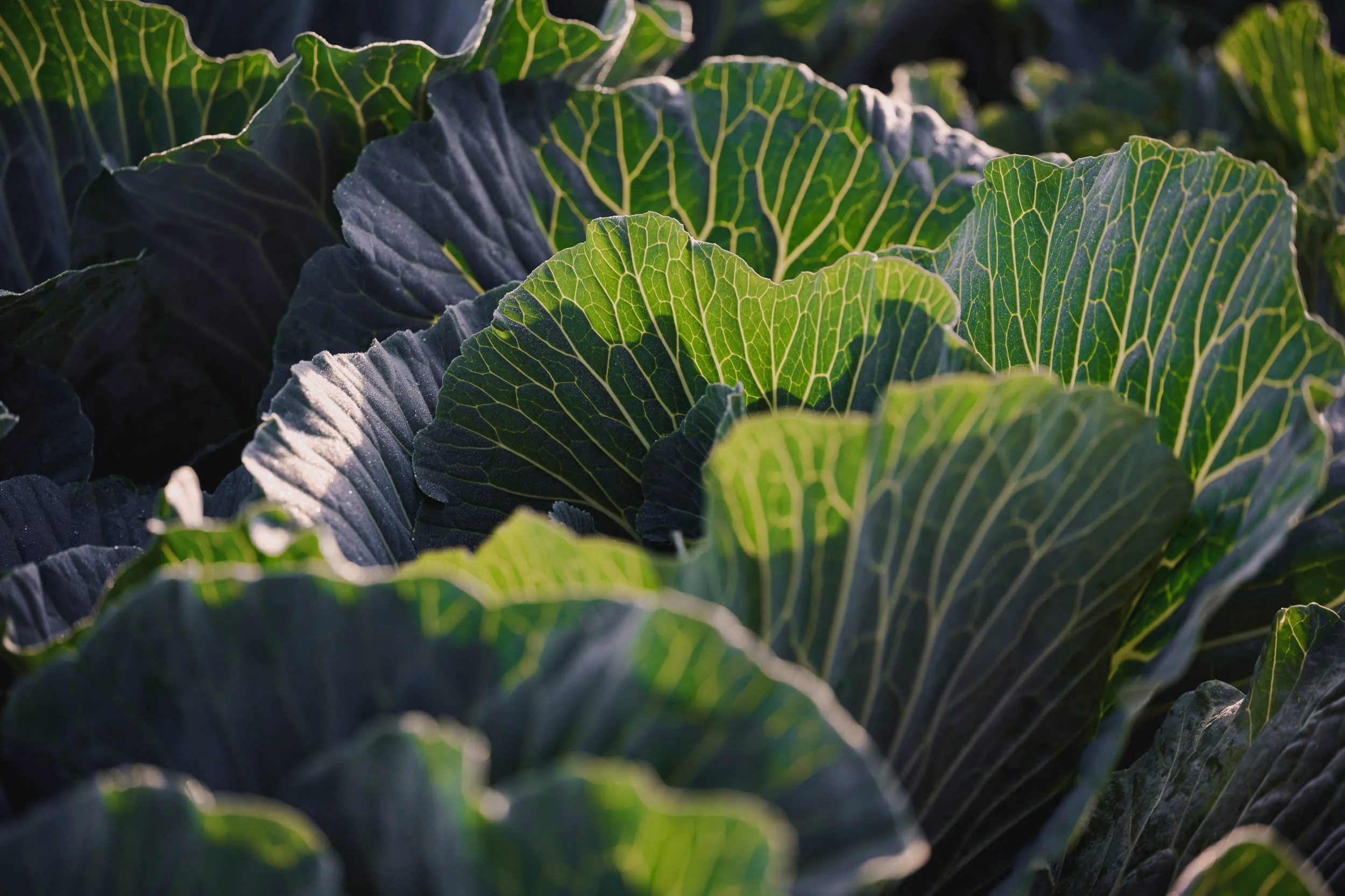 260422_Coles_Cabbage-17.jpg