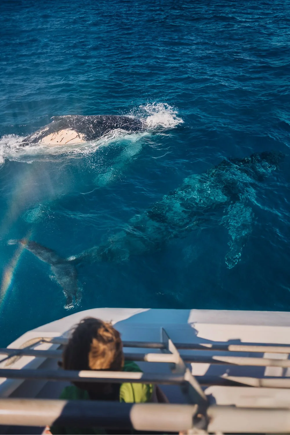 260821_Lifestyle_Whales-1.jpg