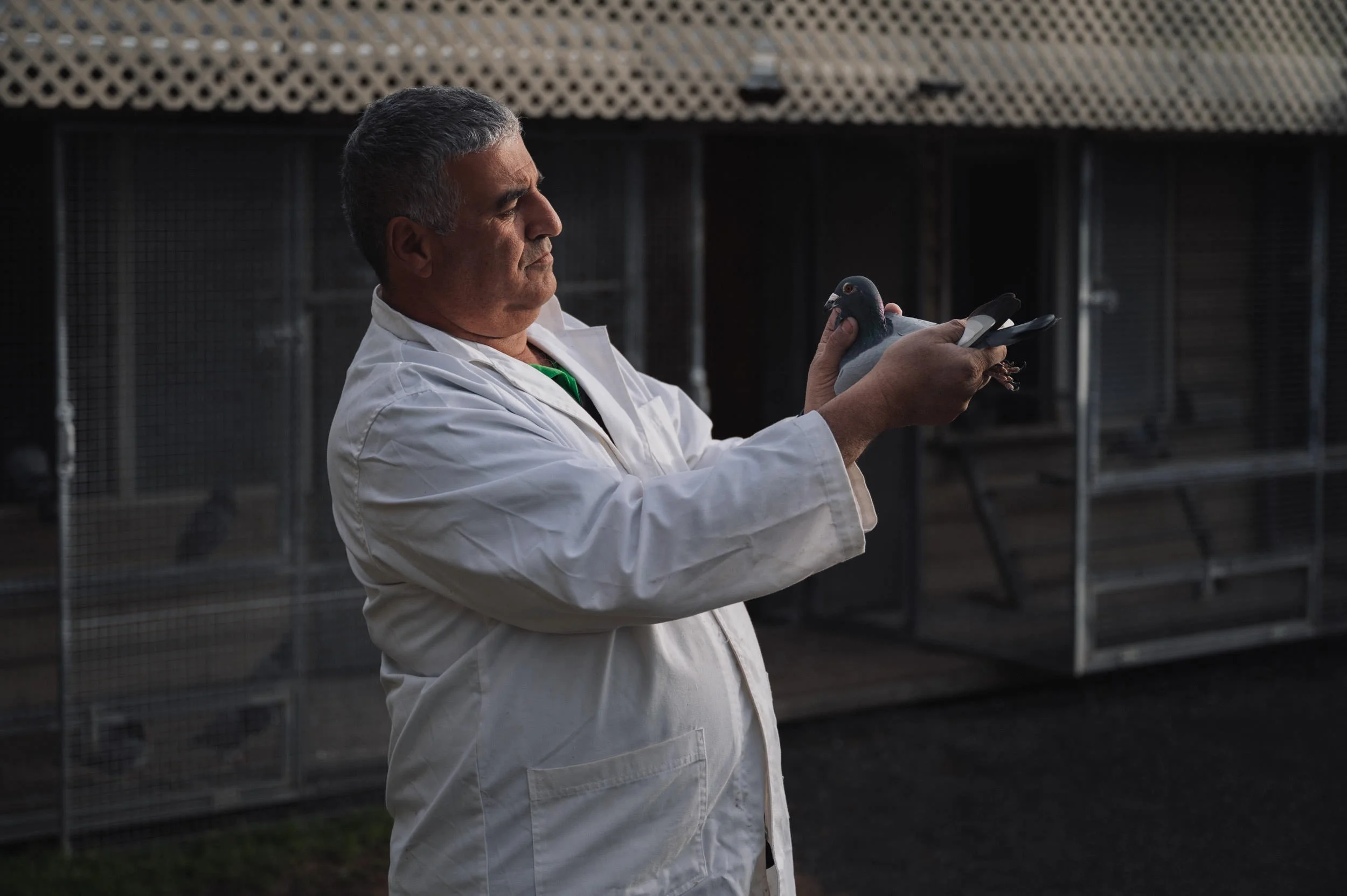 PIGEON RACING