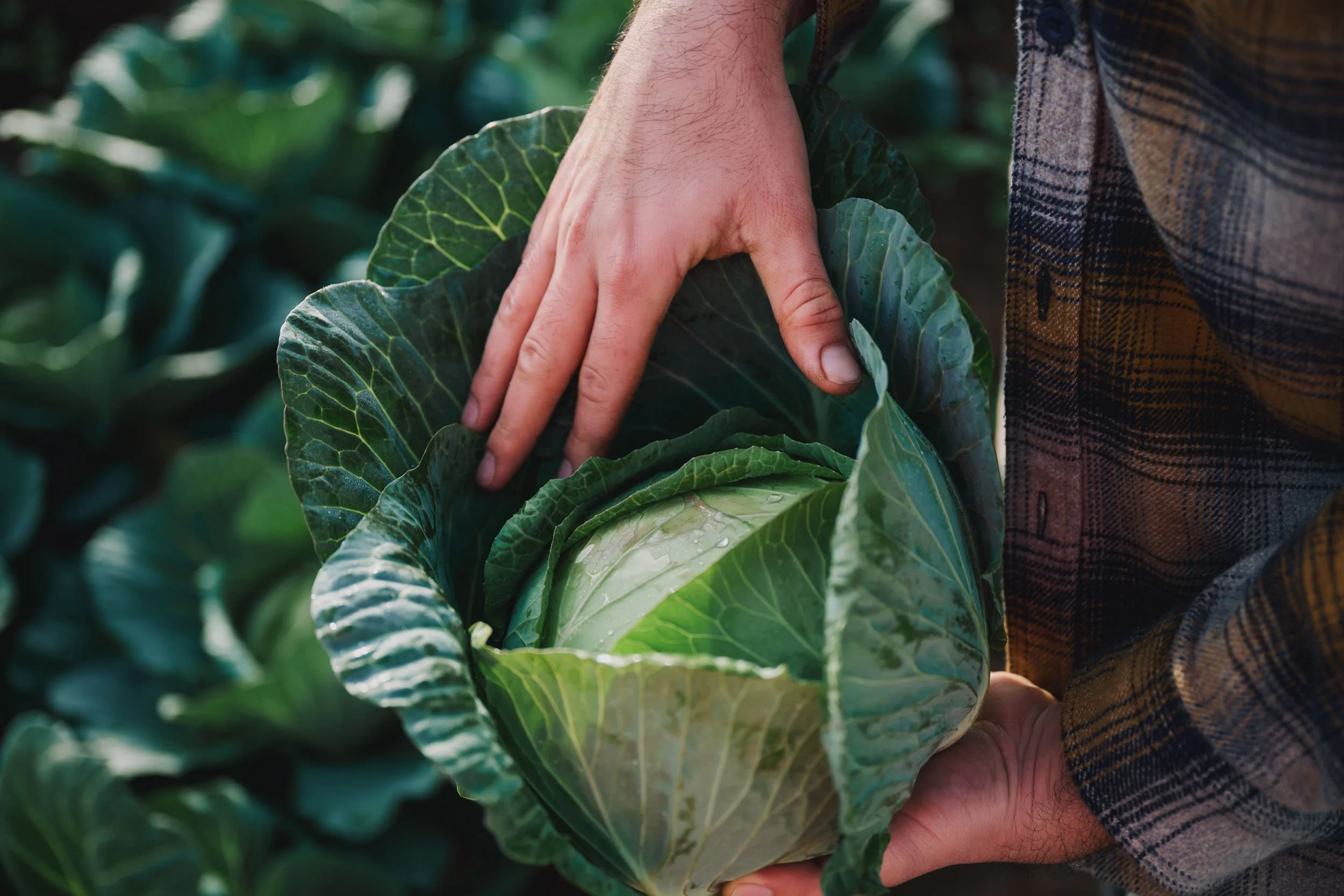 260422_Coles_Cabbage-5.jpg