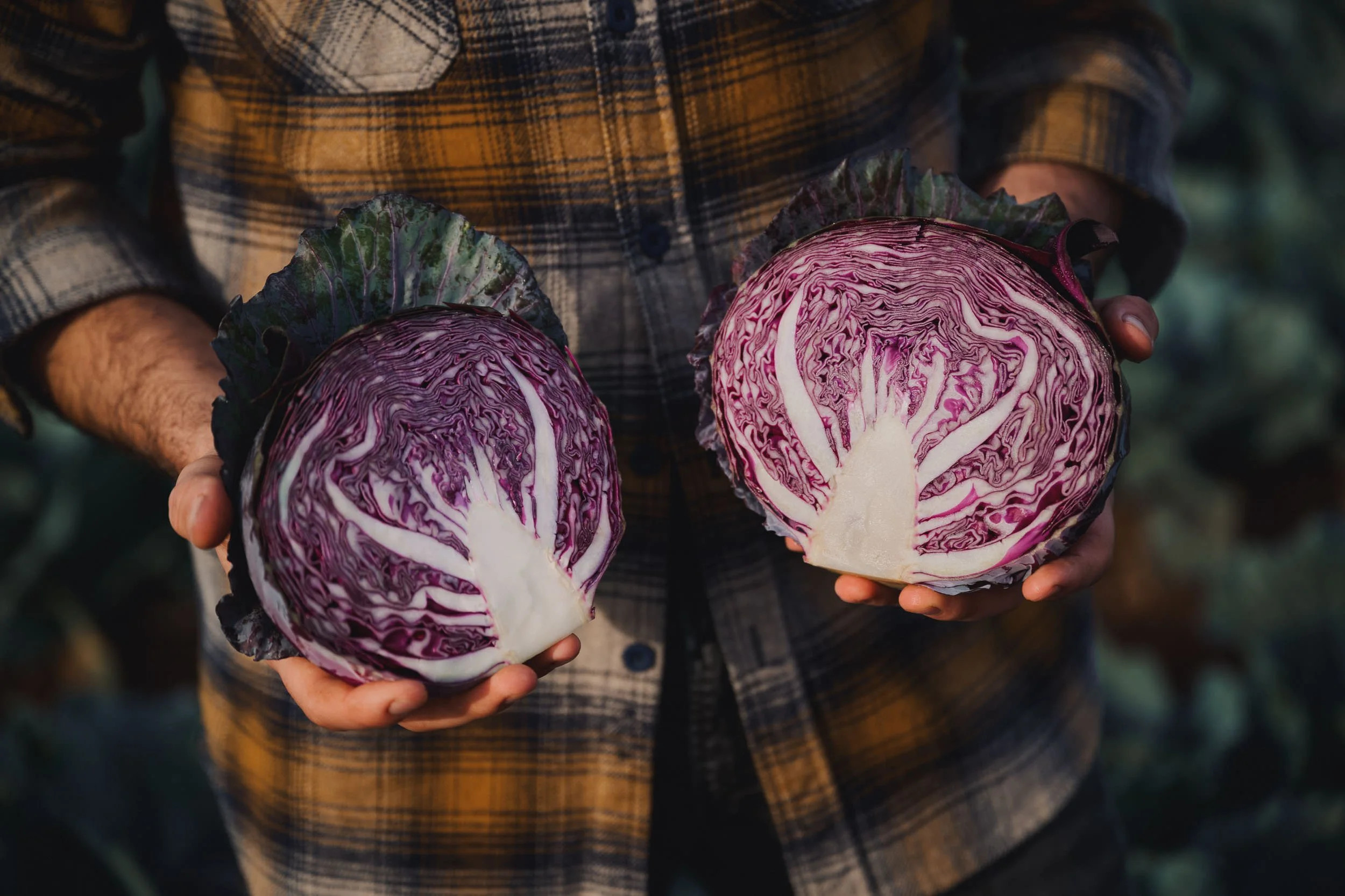 260422_Coles_Cabbage-3.jpg