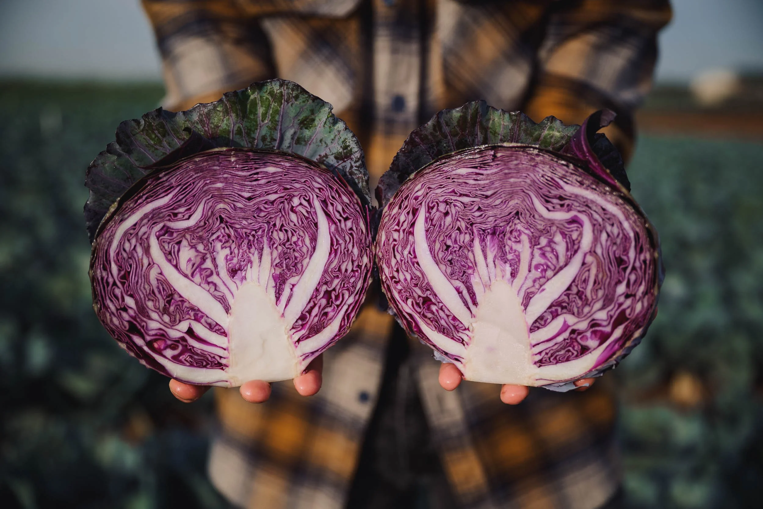 260422_Coles_Cabbage-19.jpg