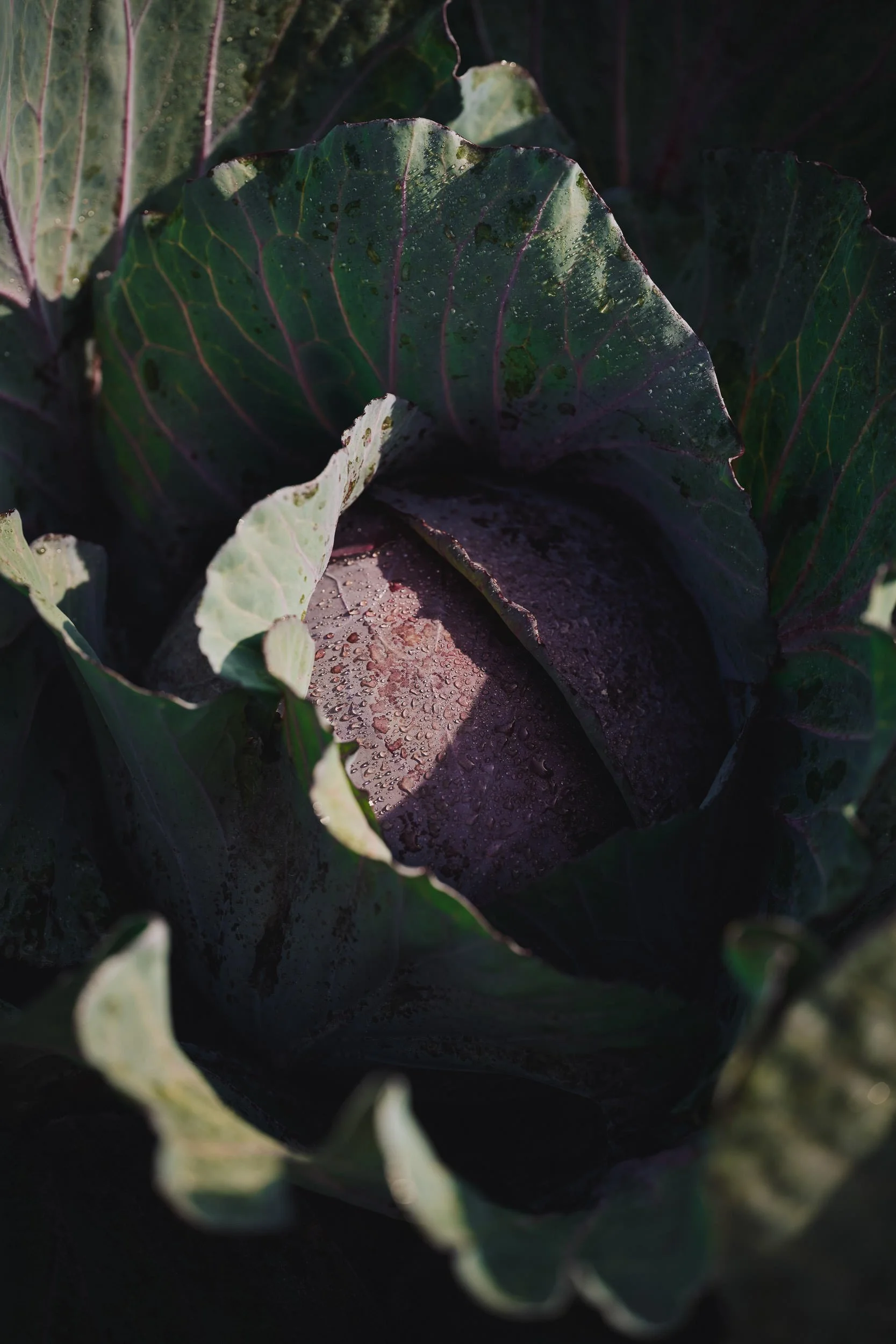 260422_Coles_Cabbage-13.jpg