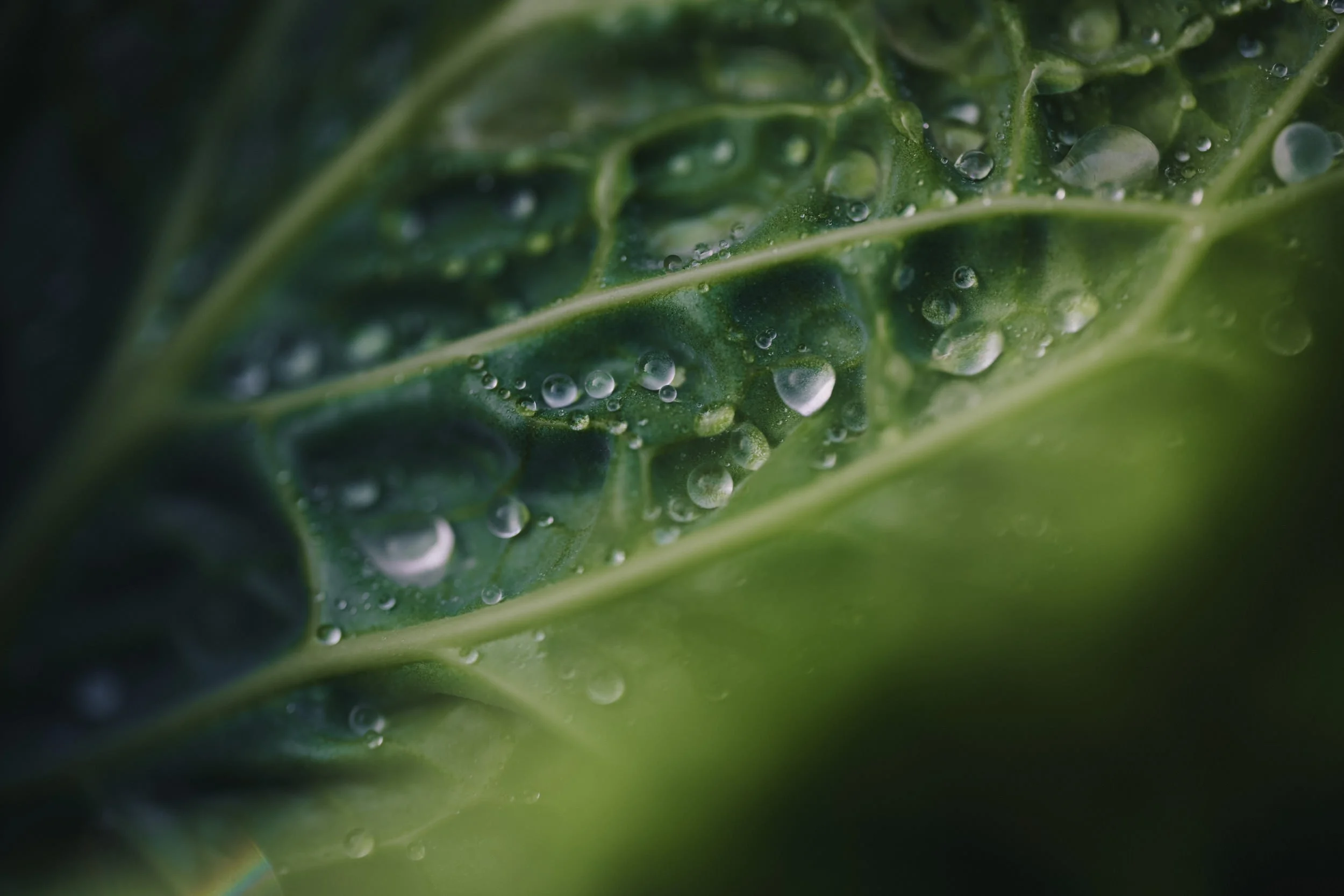 260422_Coles_Cabbage-10.jpg
