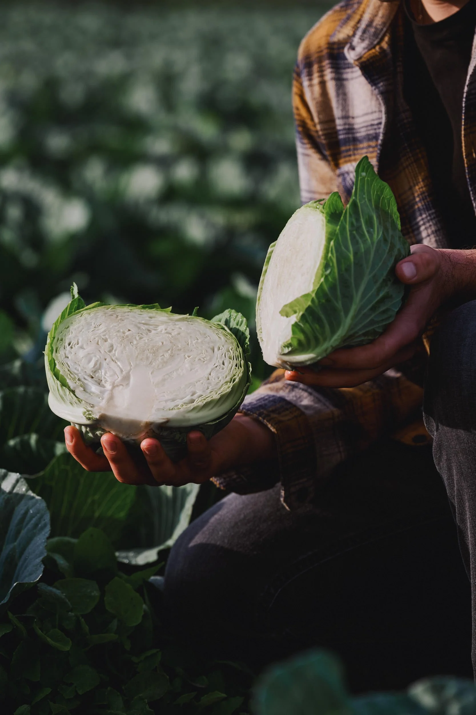 260422_Coles_Cabbage-7.jpg