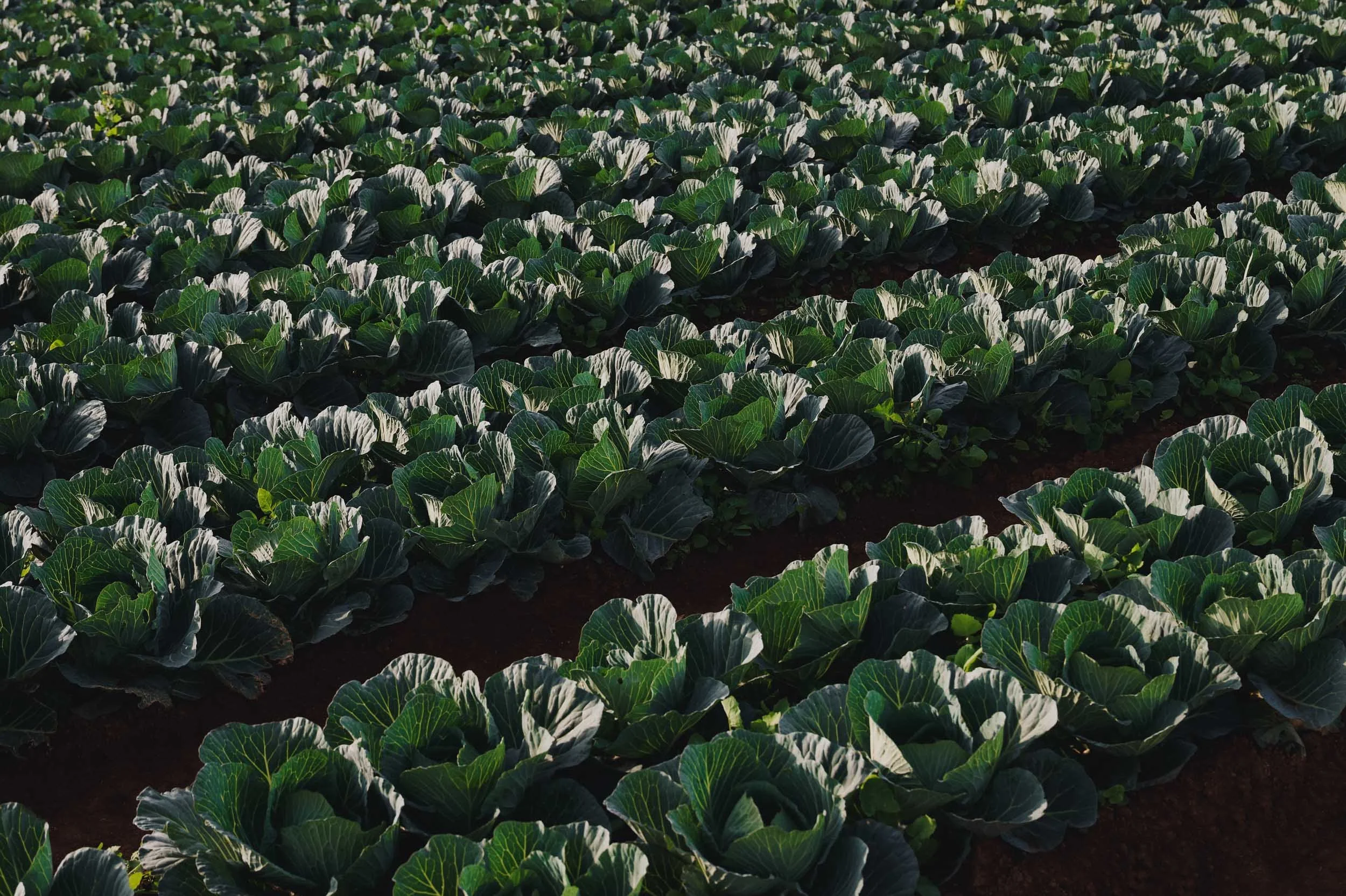260422_Coles_Cabbage-12.jpg