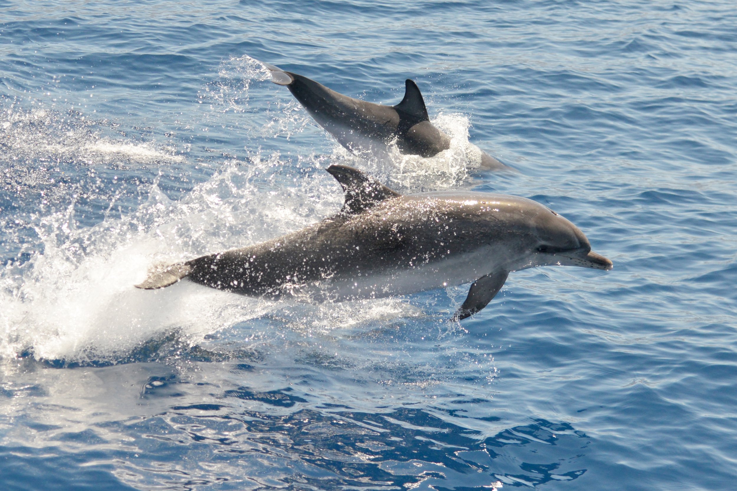 canaries-multi-activite-dauphins-aventure-tenerife-la gomera-horizon-decouverte.jpeg