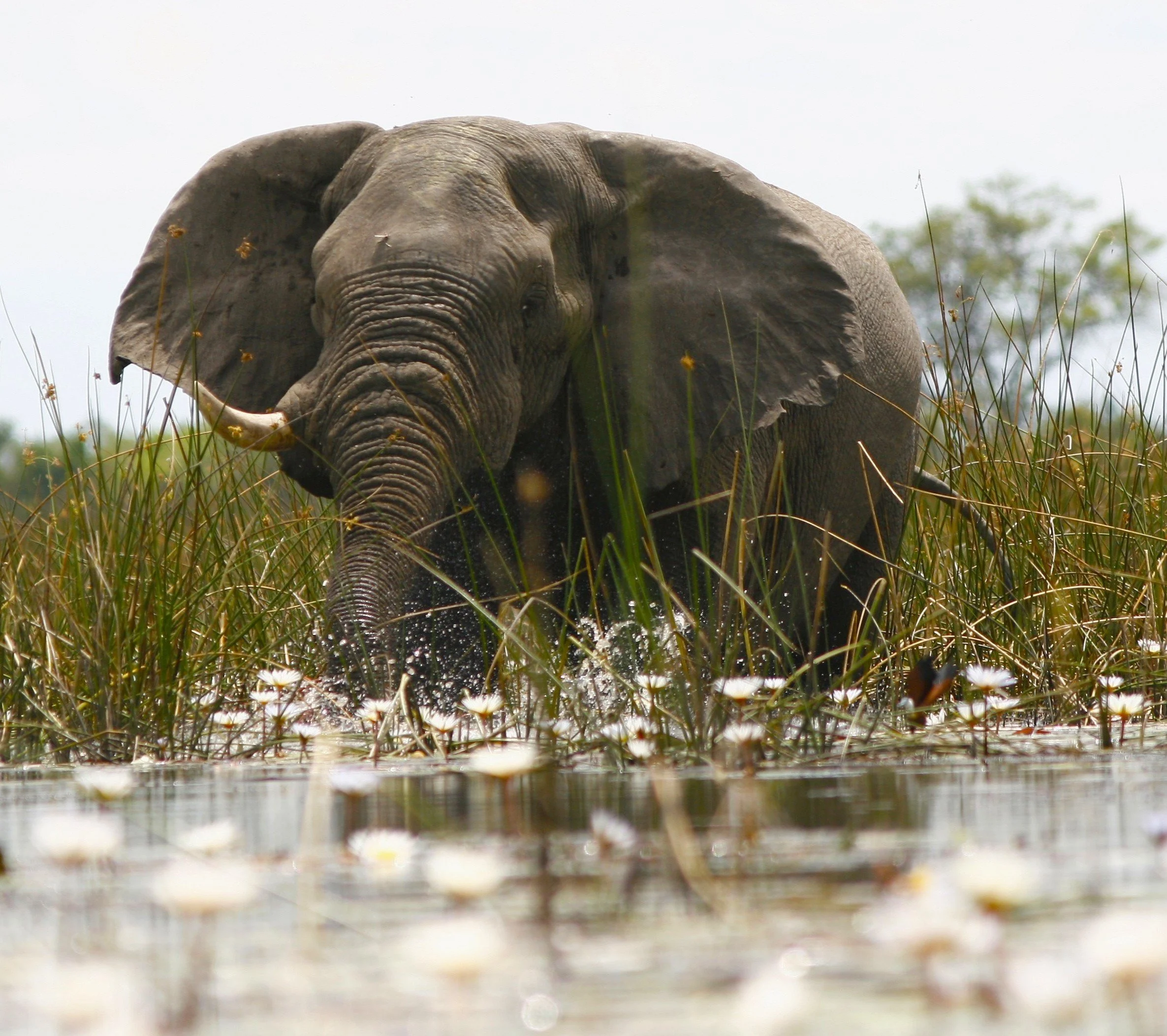 OKAVANGO ELEPHANT