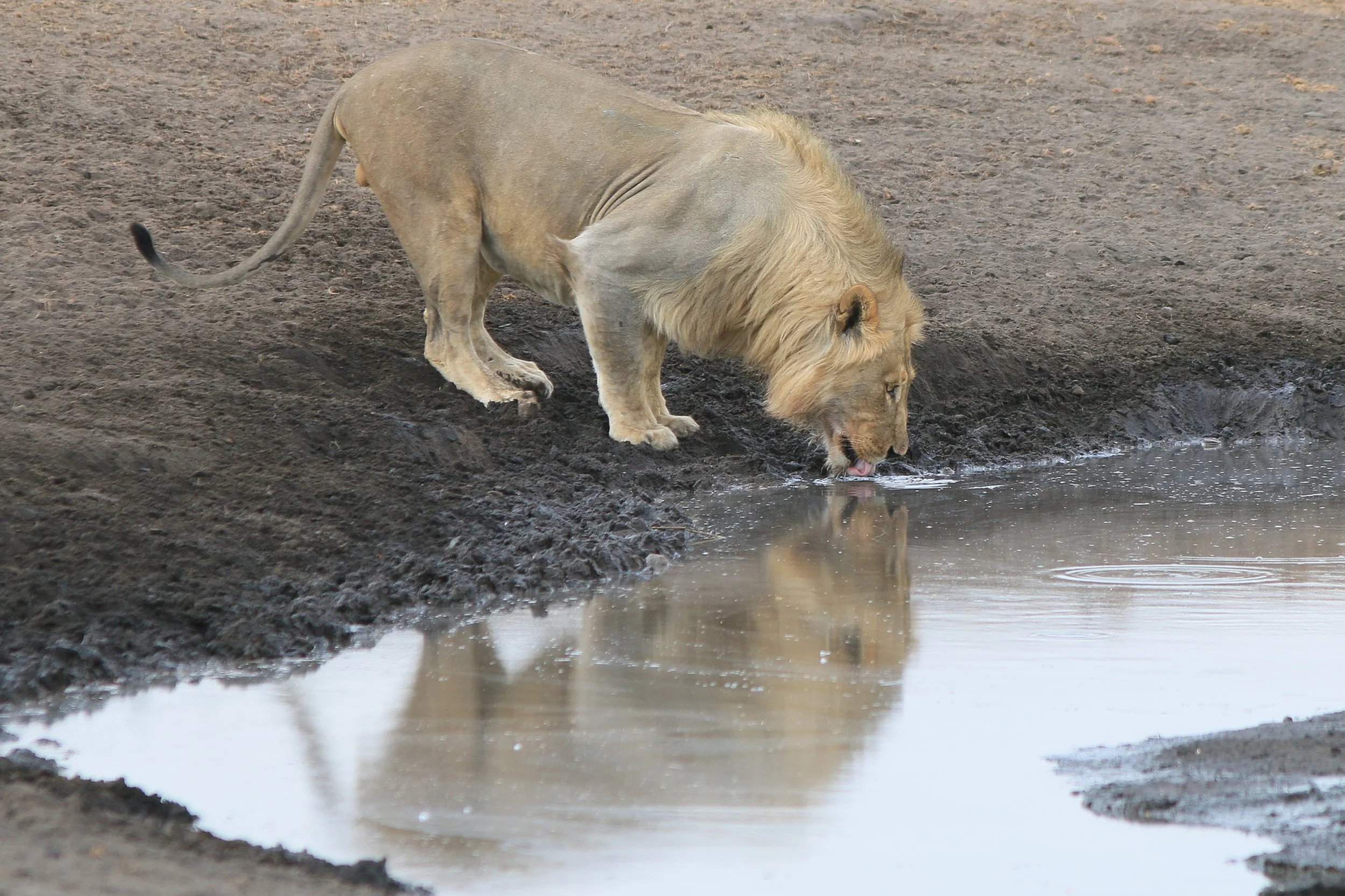 Leon bebiendo en Etosha
