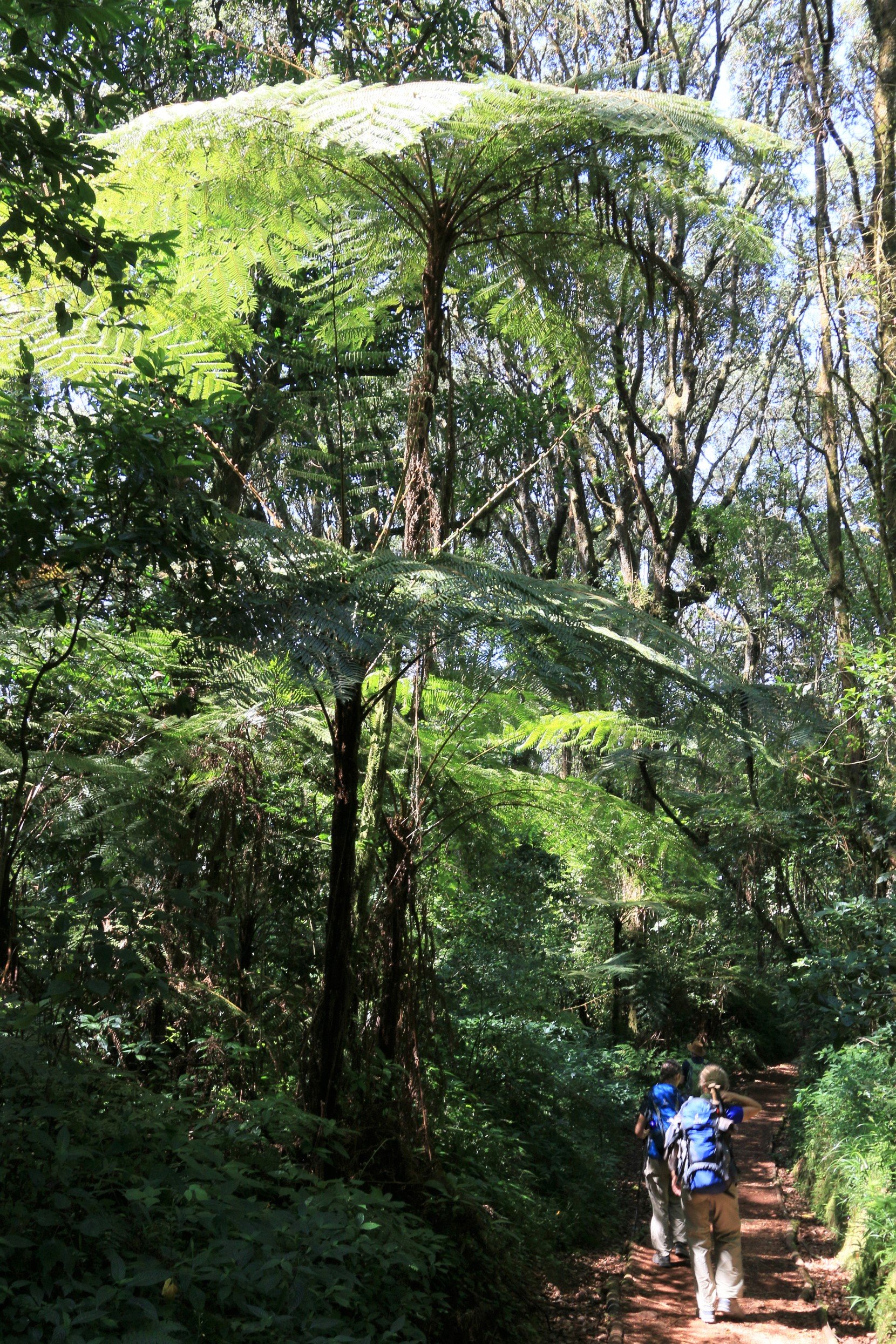 EXPLORAMUNT-KILIMANJARO-SELVA ECUATORIAL BAIXANT DESPRÉS DEL CIM.jpg