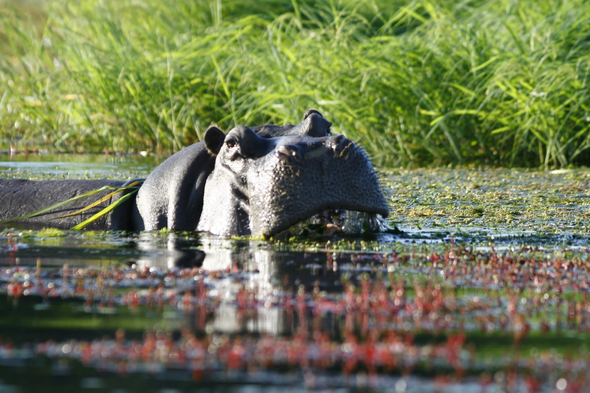 ZAMBIA, CANOE