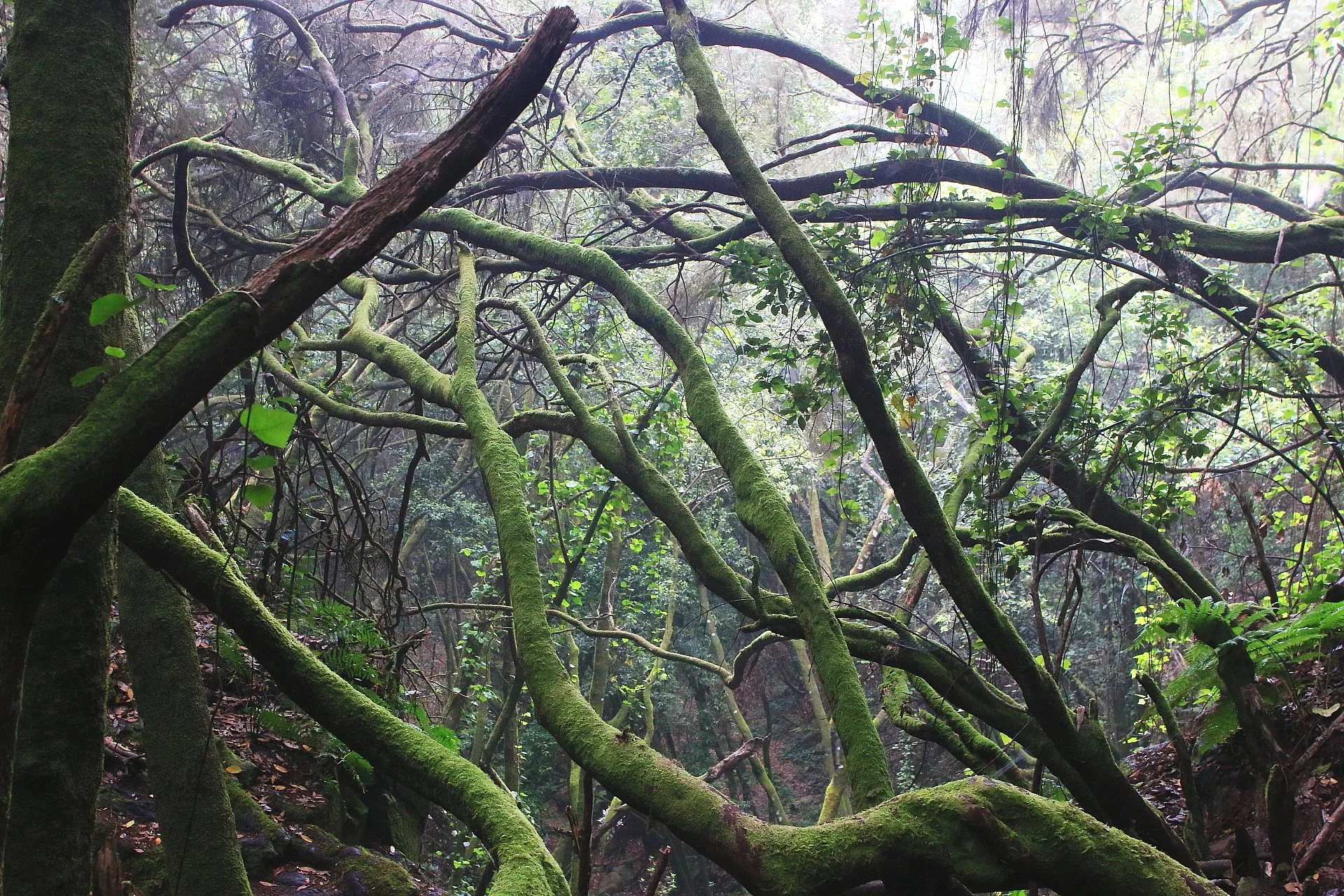 Laurisilva -forêt de lauriers-.JPG