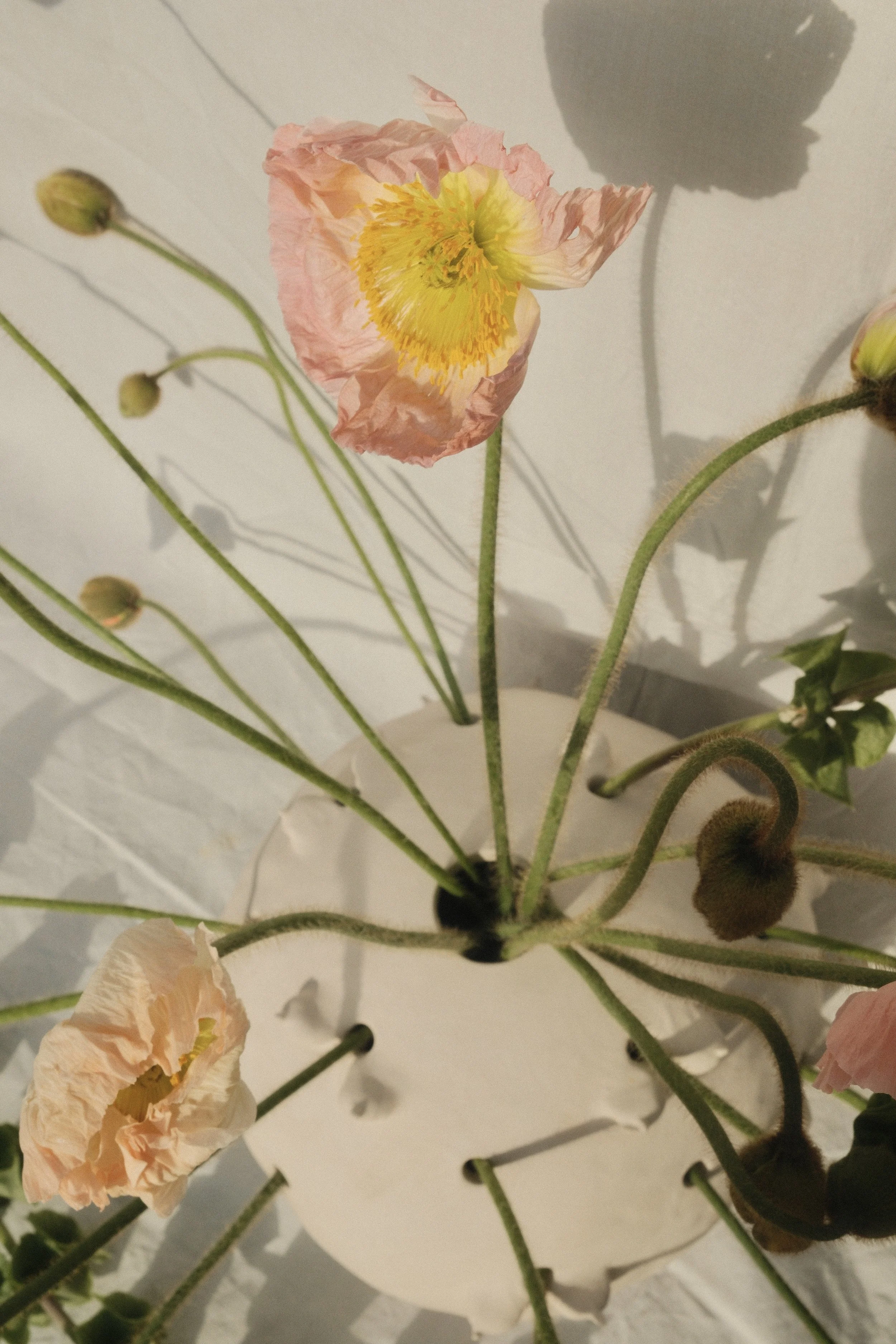 "Follicular V(ph)ase", 2026 