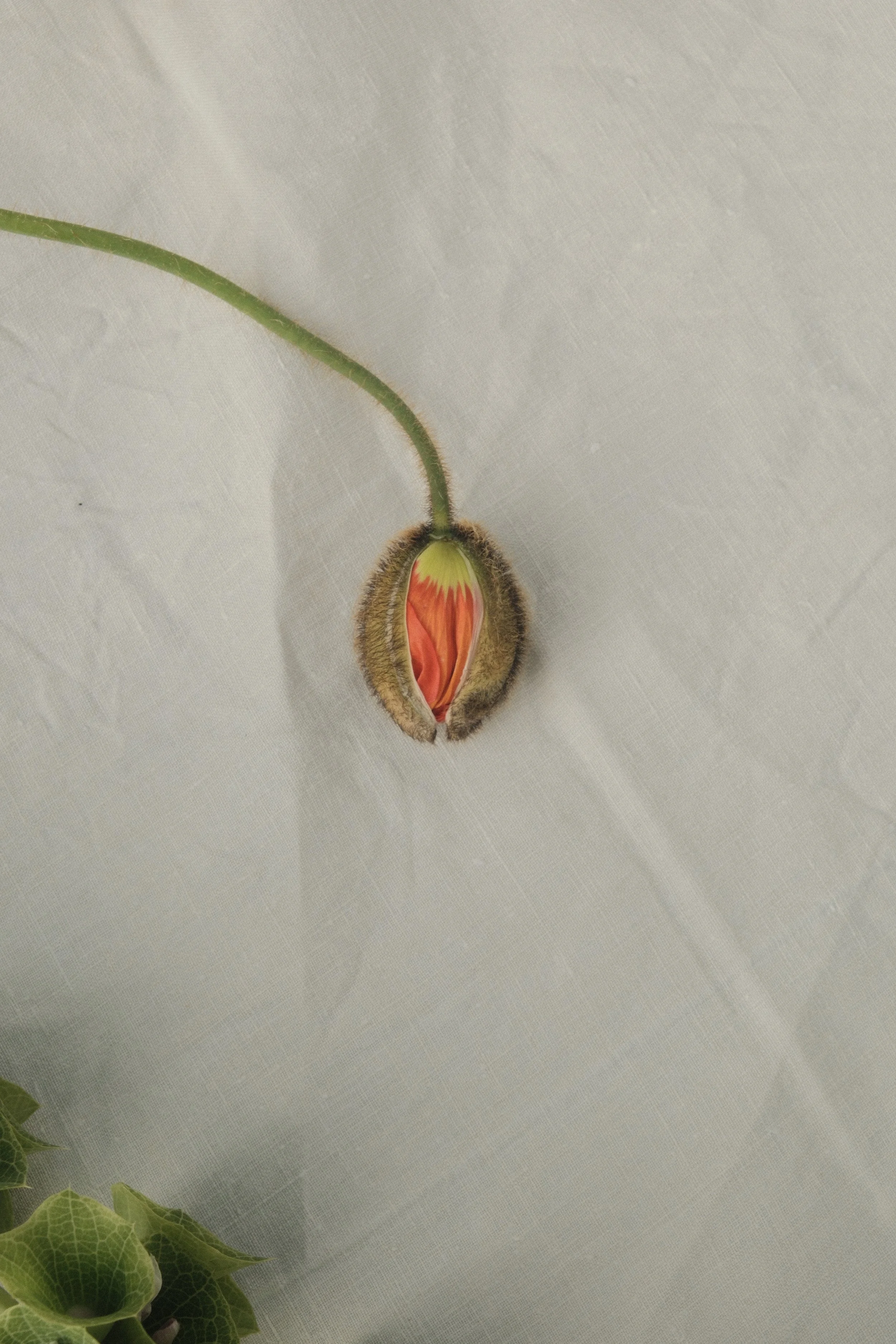 "Follicular V(ph)ase", 2026 