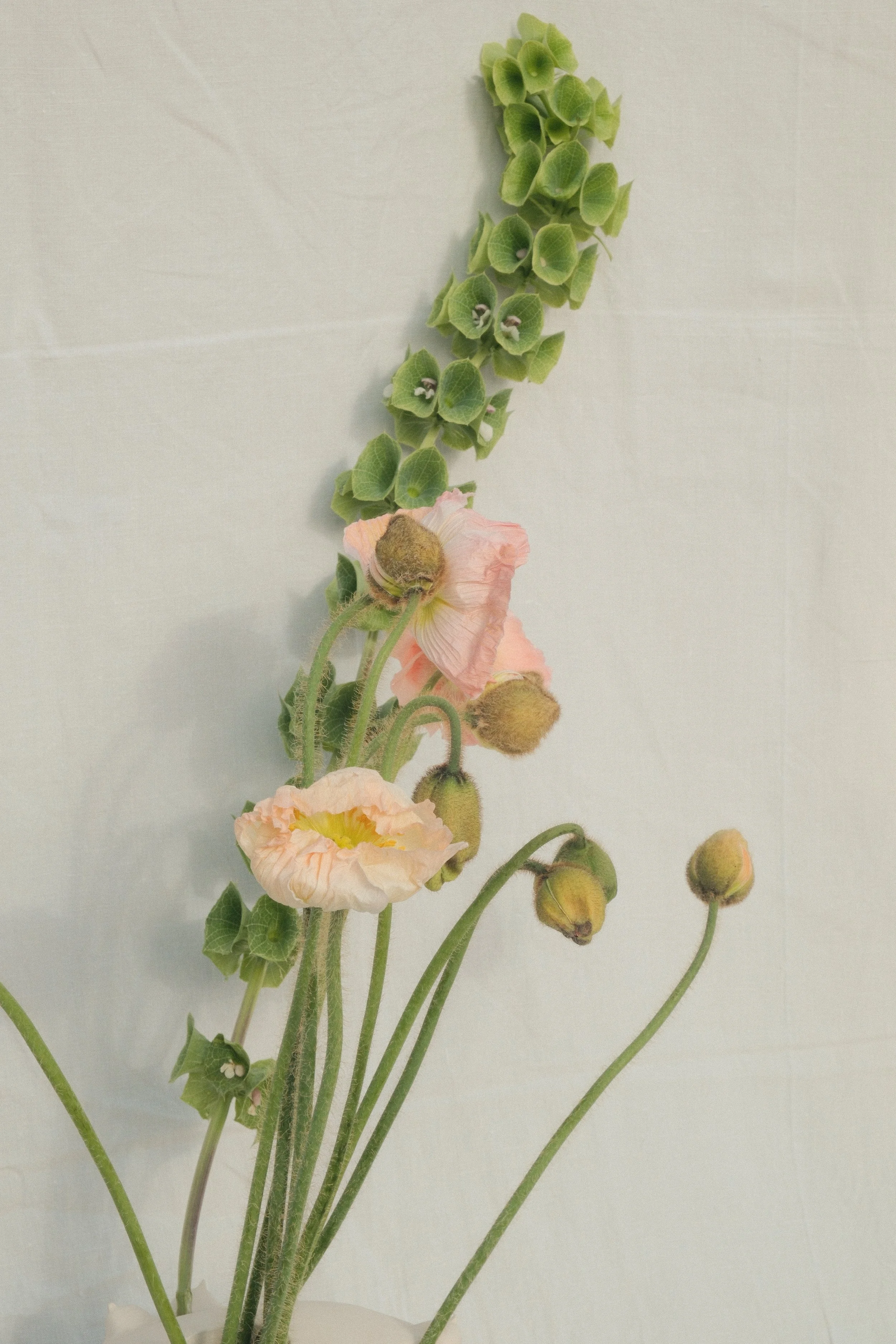 "Follicular V(ph)ase", 2026 