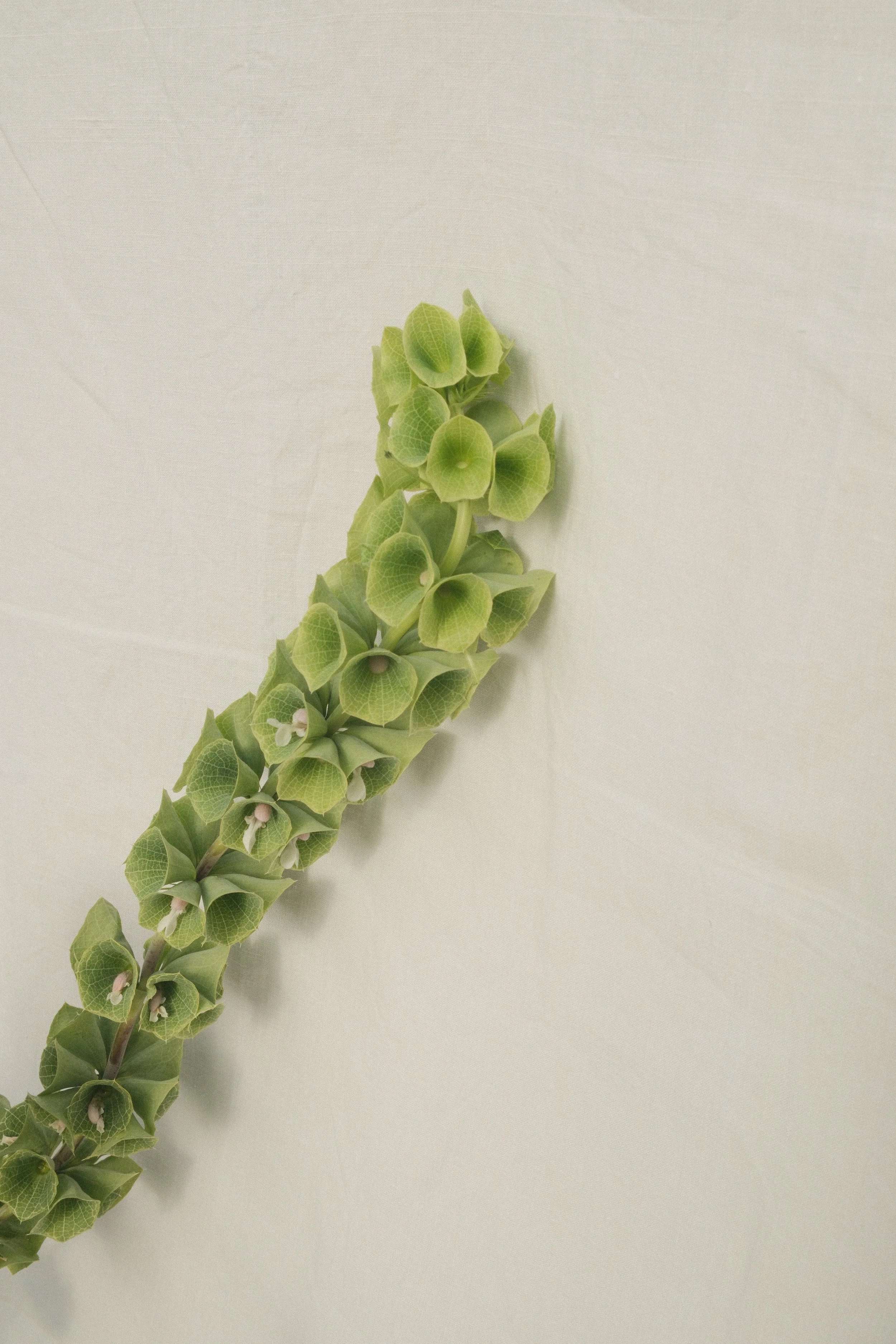 "Follicular V(ph)ase", 2026 