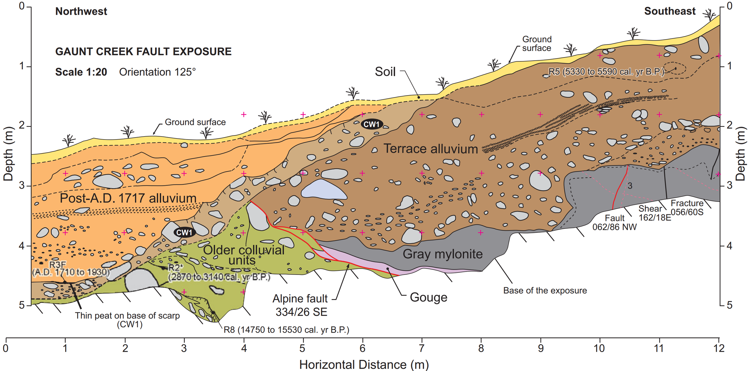 Log of Alpine Fault exposure, Gaunt Creek with calibrated (cal.) radiocarbon ages and seven generalized units: mylonite bedrock, fault gouge, faulted colluvium, terrace alluvium, most recent fault scarp (CW1), post-AD 1717 alluvium, and the modern fo