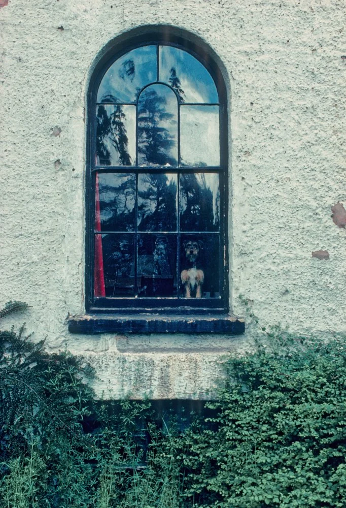 My Dad's favourite dog, Lucy, Cheshire, 1980s