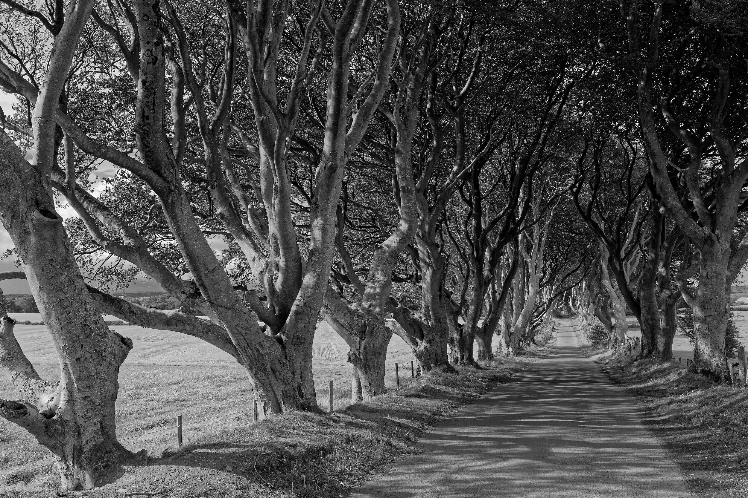 The Dark Hedges, Bregagh Road, Co. Antrim, Northern Ireland