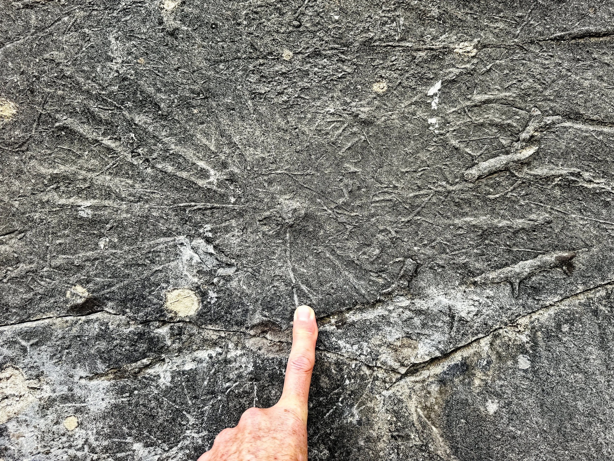Asterosoma, a star-shaped trace fossil, Eocene turbidites, Rio Aragon, Huesca