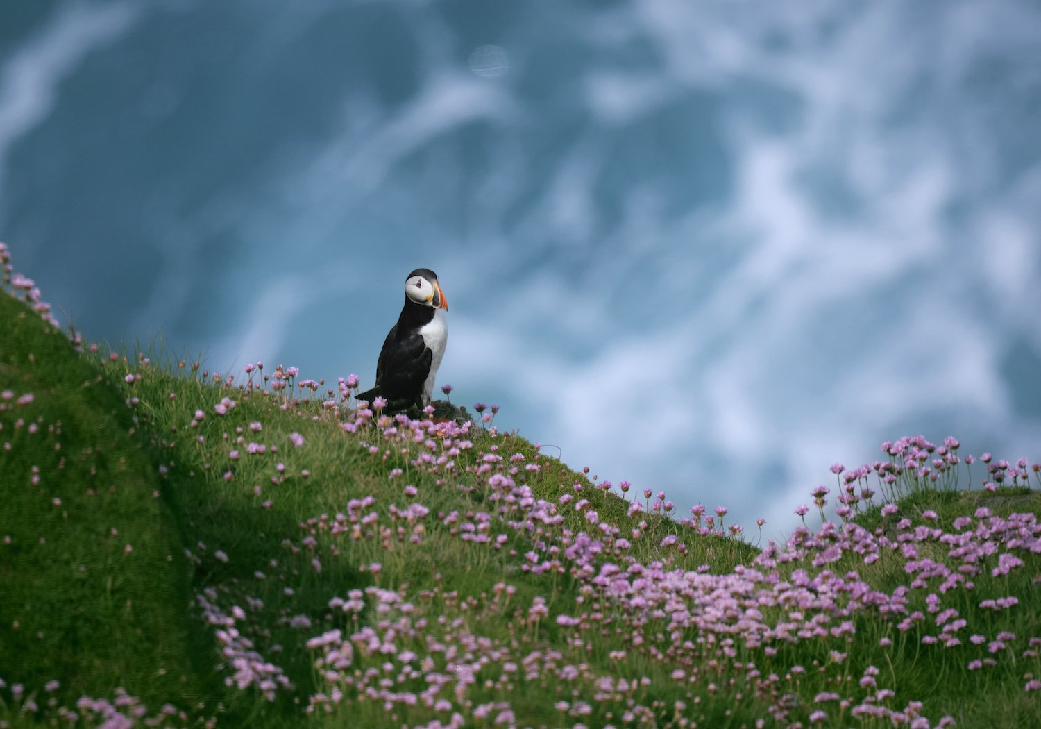 3. MAR Estpix26_Lundy Puffin 1 copy.jpeg