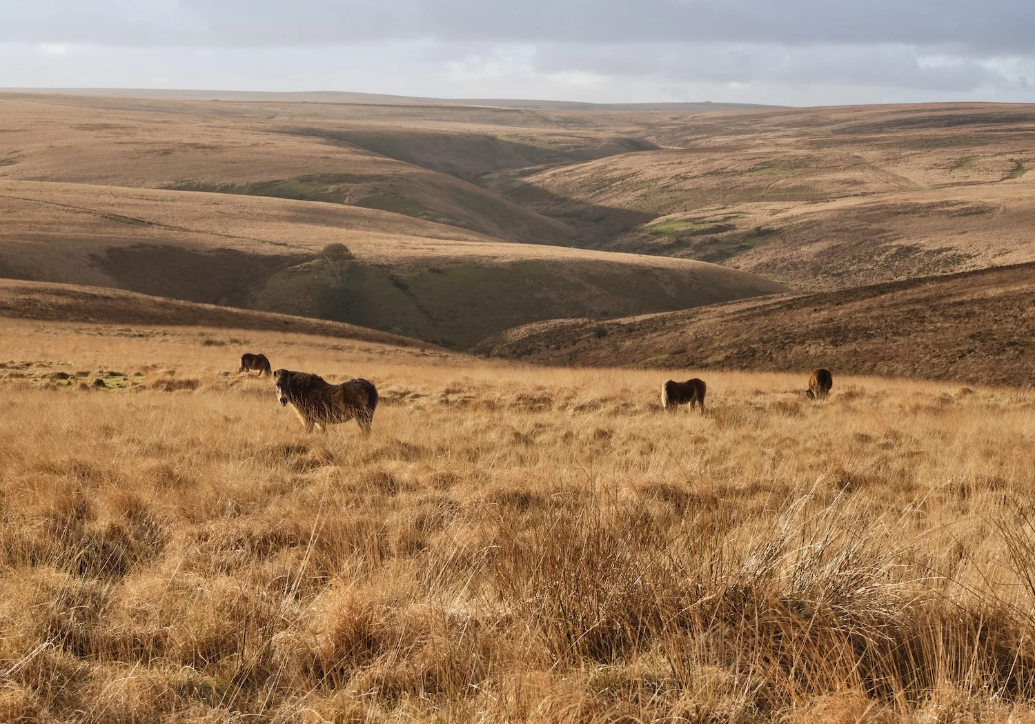 4. APR Estpix26_Exmoor Ponies copy.jpeg