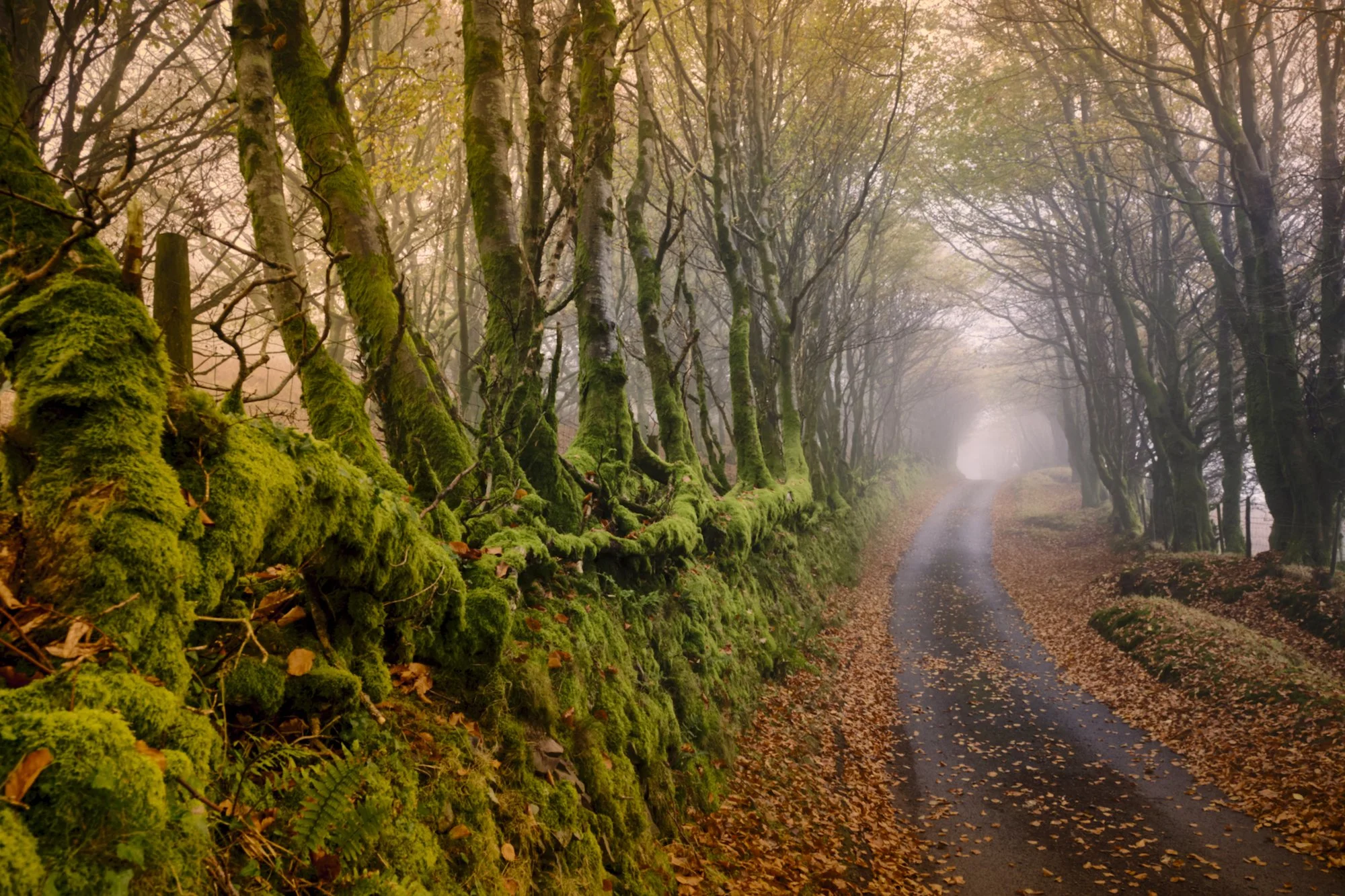 Estpix25_Exmoor Autumn 3 LR.jpg