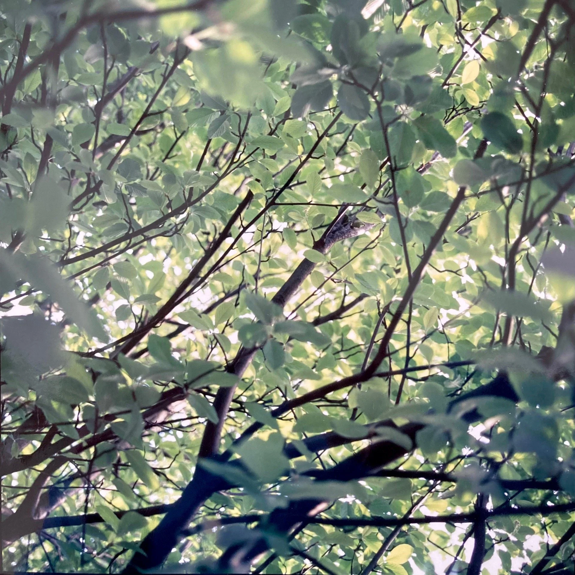 2 whitebeam jpeg.jpeg