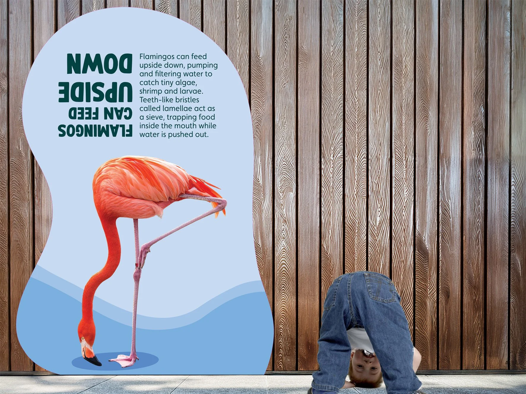 upsidedown flamingo.jpg