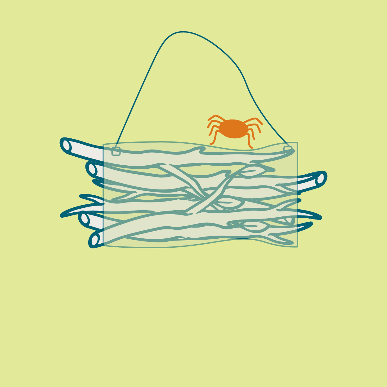 bird + spider diagrams-12.png