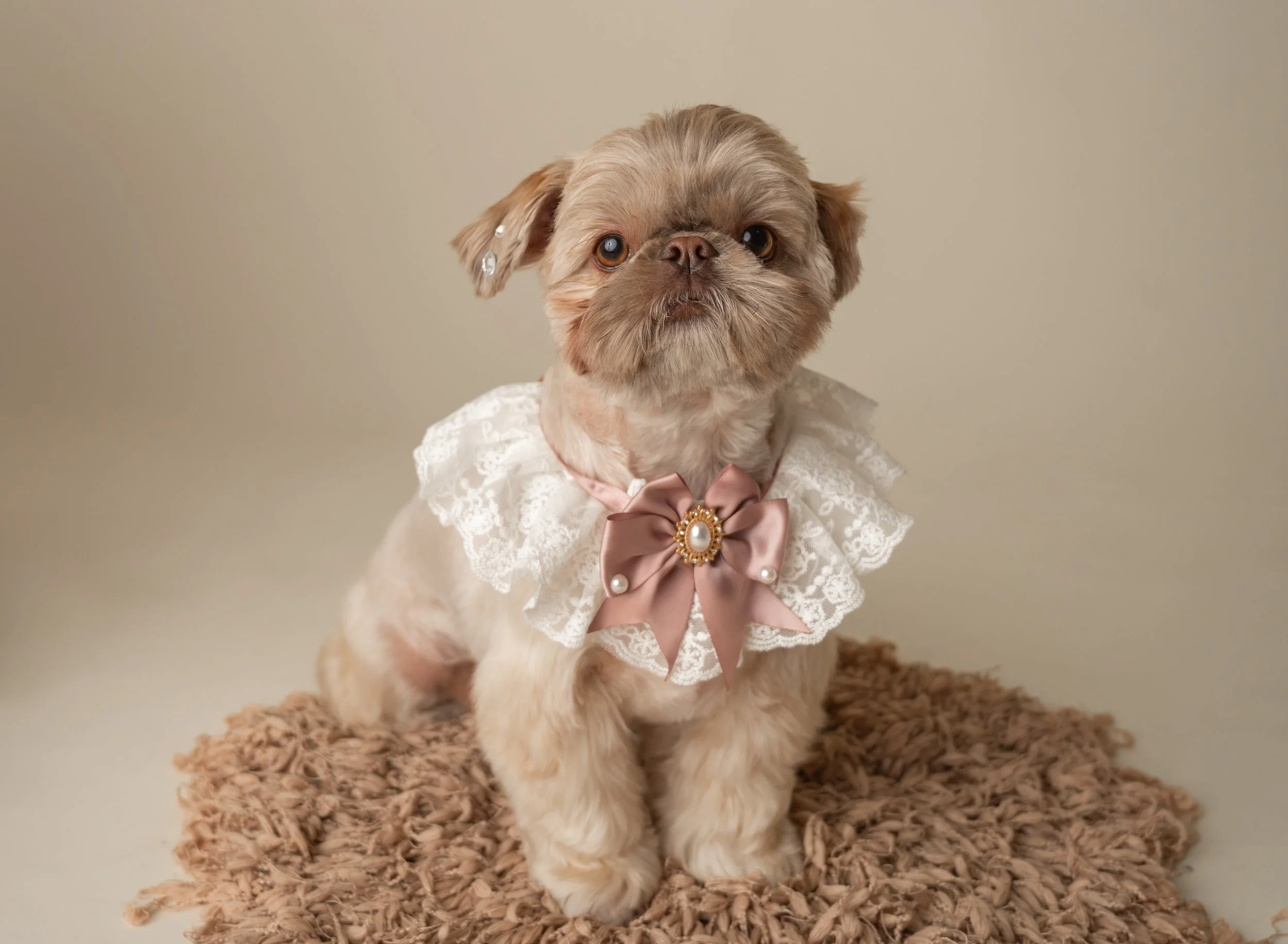Emerald Paws: Your destination for personalized pet care