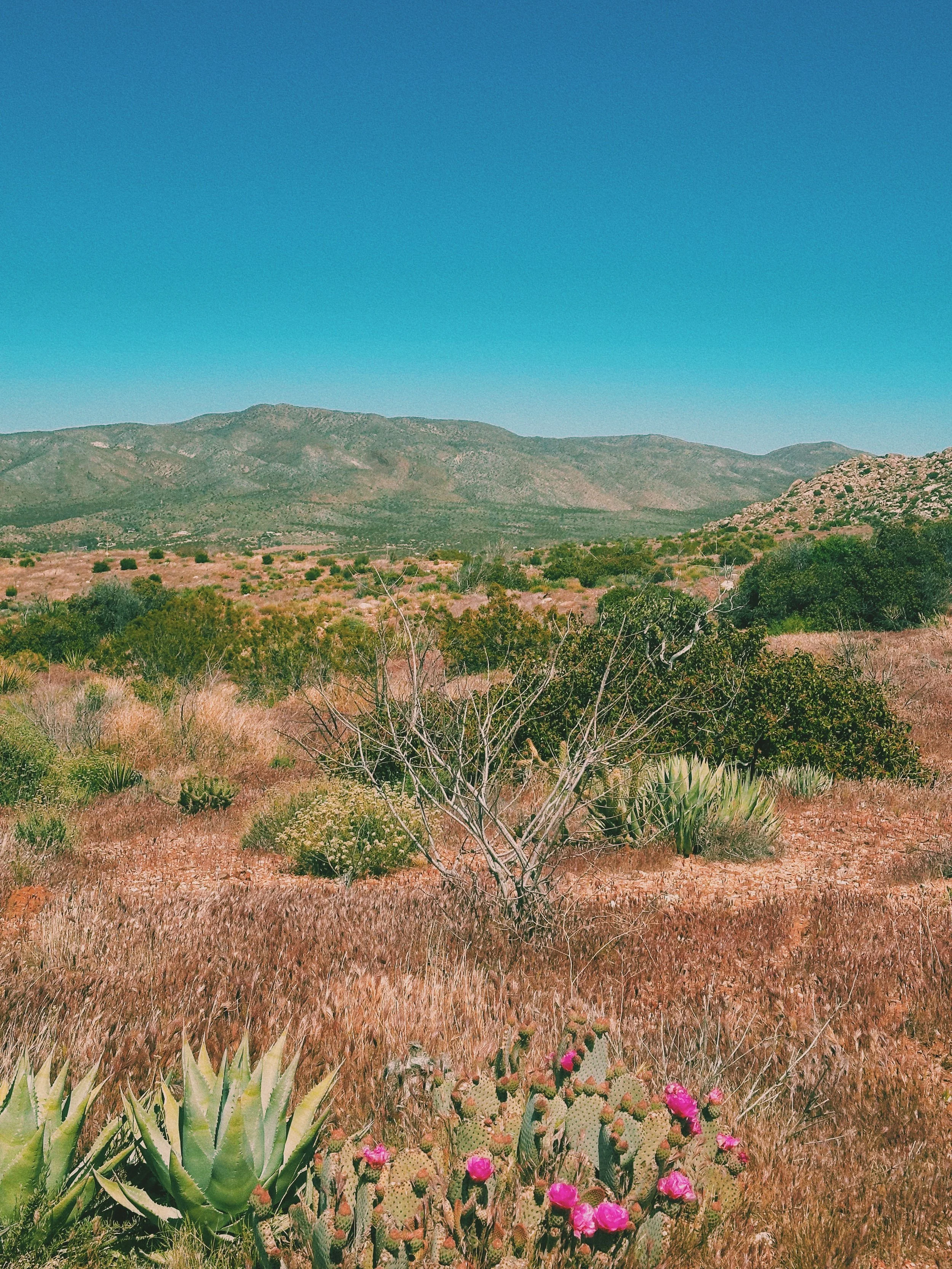 Pacfic Crest Trail. Desert. 2024.