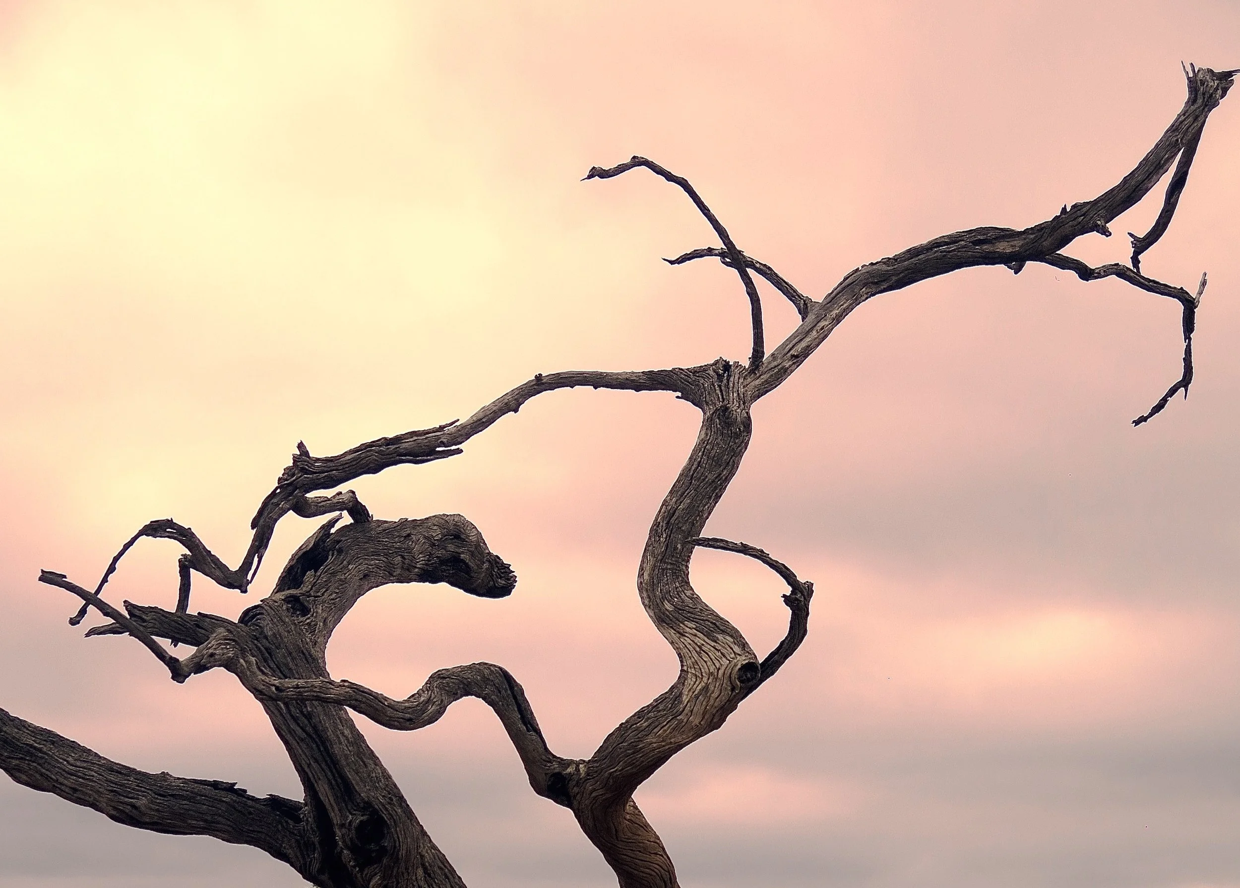 NATURE'S 2ND LIFE