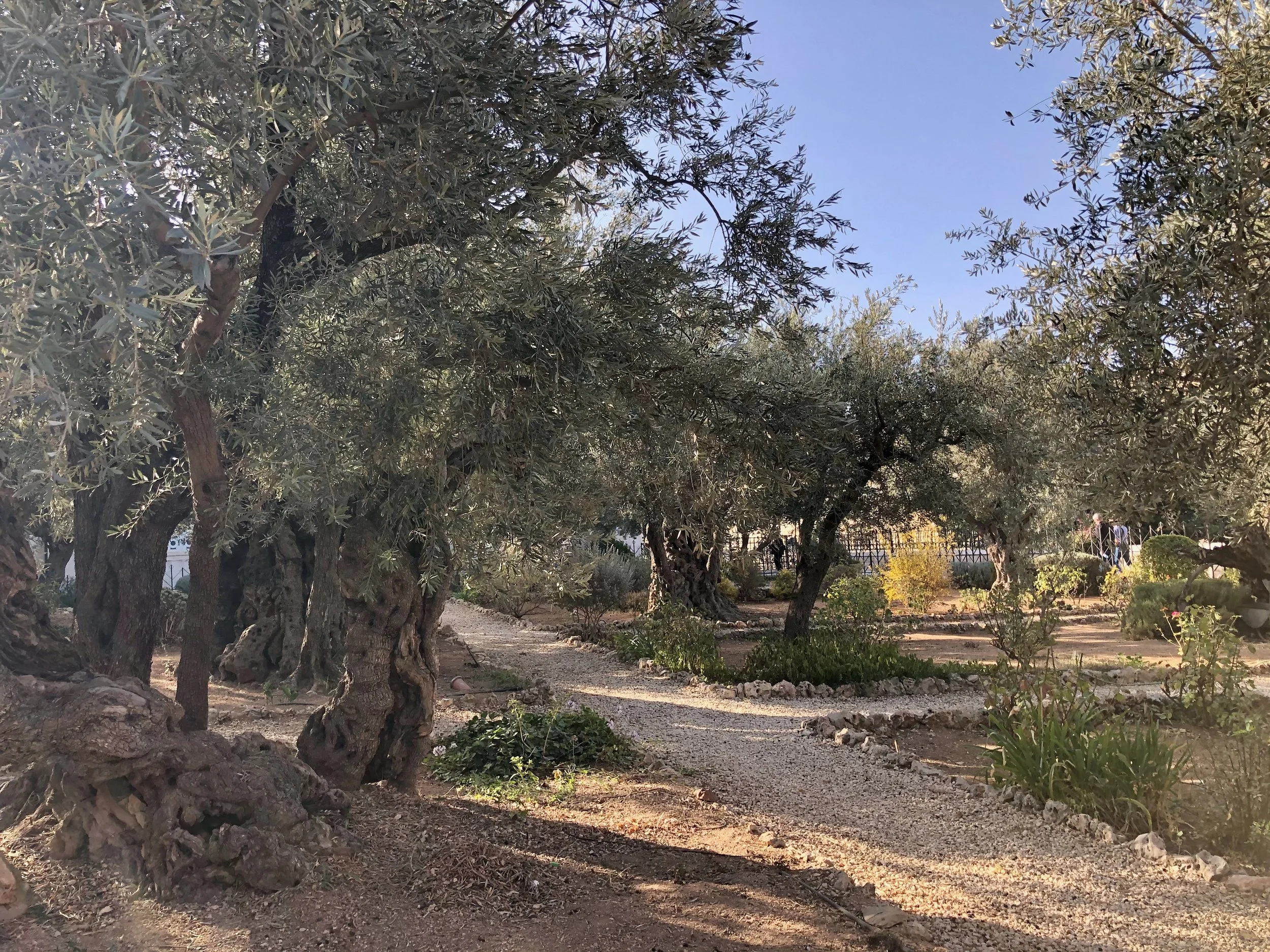 Garden of Gethsemane.jpeg