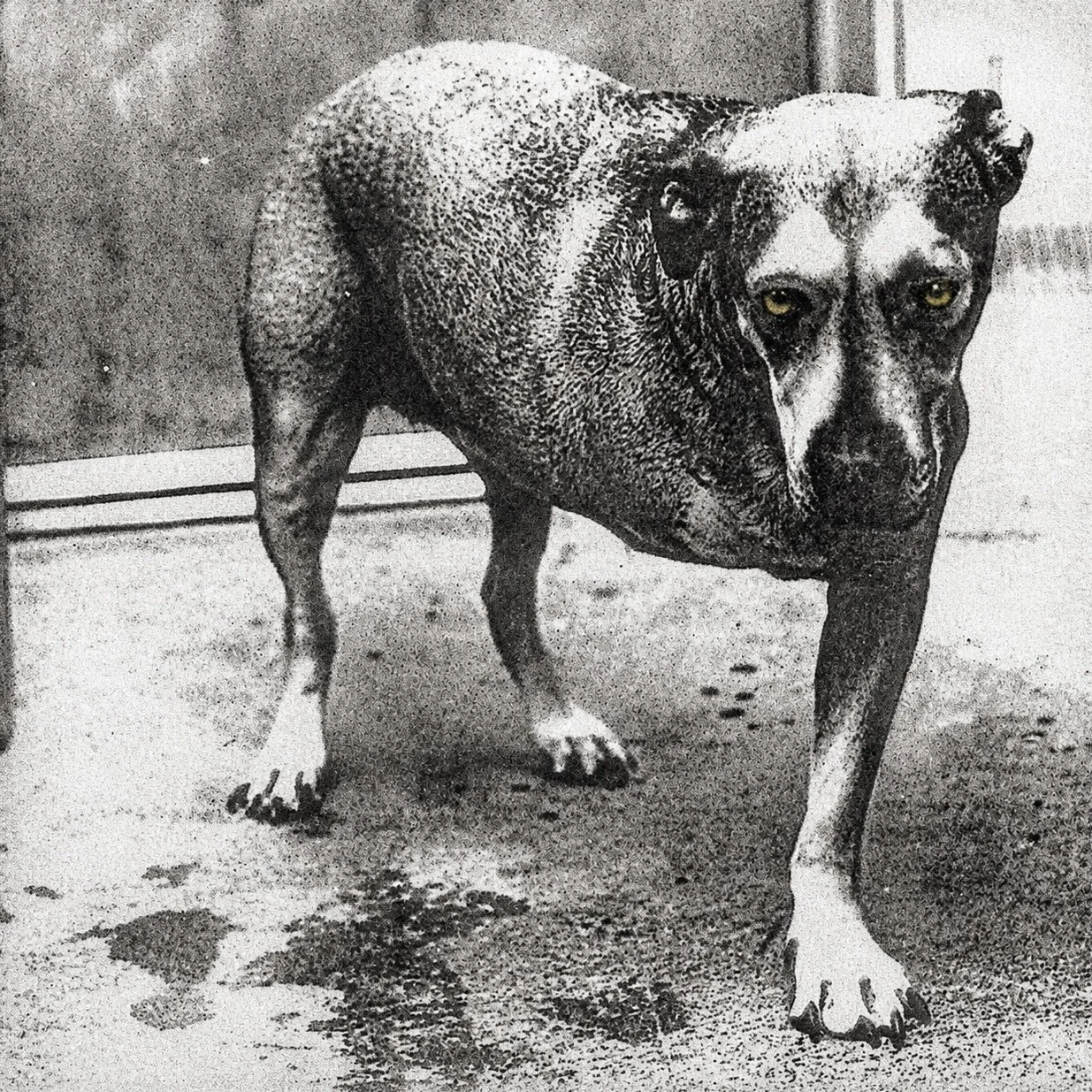 ALICE IN CHAINS