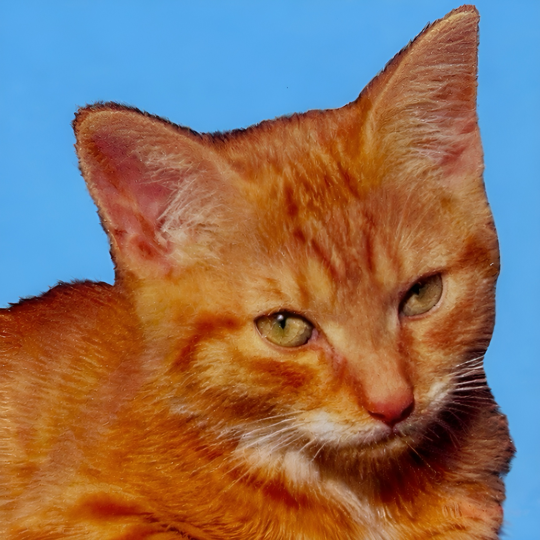 beabadoobee - This Is How Tomorrow Moves (Miso Version)