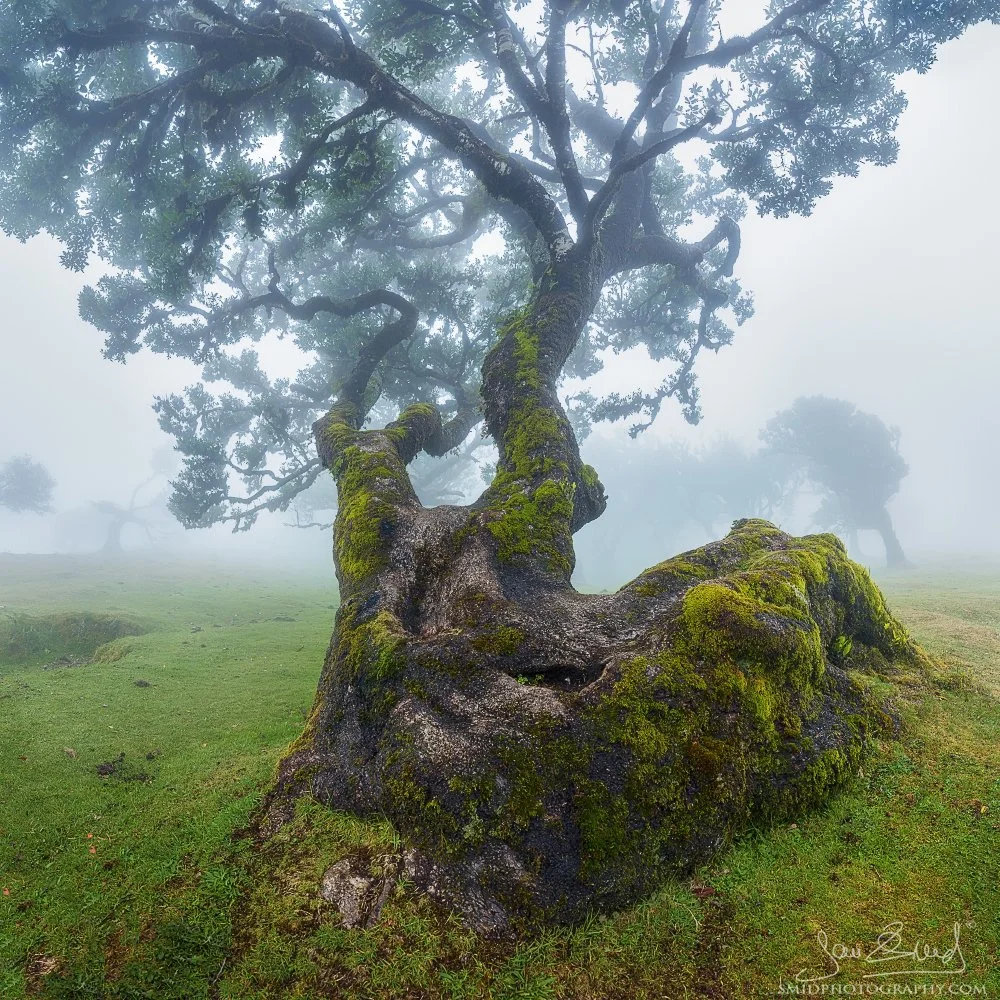 Panoramic landscape photograph "Witness to the Old Times" featuring a gnarled, ancient laurel tree shrouded in thick, ethereal mist in the Fanal Forest, Madeira. Captured by Jan Smid, Master QEP, during a 2023 photography expedition.