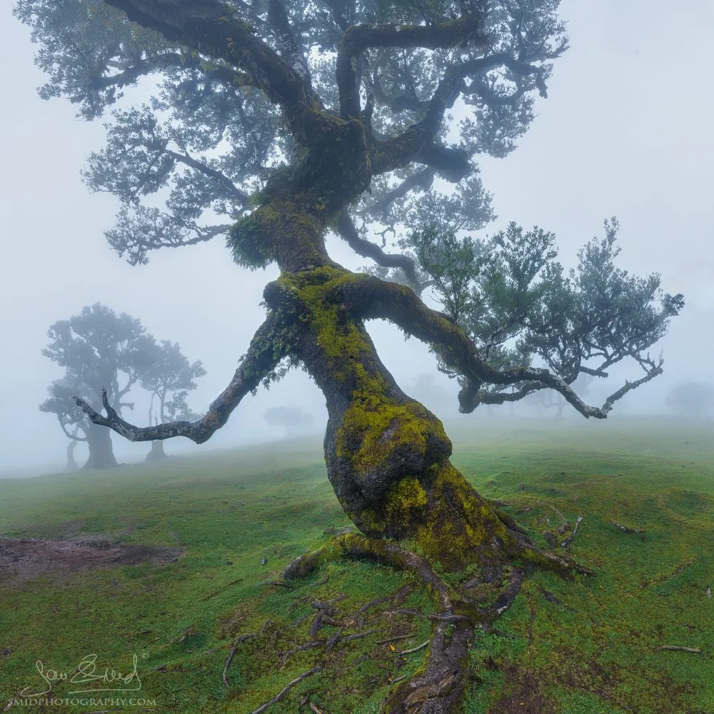 Fine art panoramic photograph "The Ent of Fanal Forest" featuring a towering, ancient gnarled laurel tree emerging from the thick mist of Fanal, Madeira. Captured by Jan Smid, Master QEP, during a 2025 photography expedition.