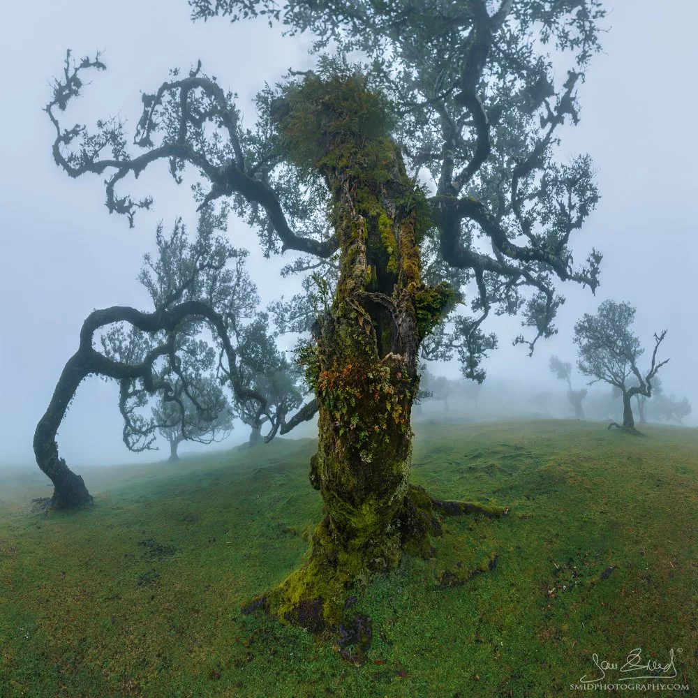 Panoramic landscape photograph "Whispers of Fanal" featuring the ancient, gnarled laurel trees of Fanal Forest, Madeira, shrouded in thick, ethereal mist. Captured by Jan Smid, Master QEP, during a 2025 photography expedition.