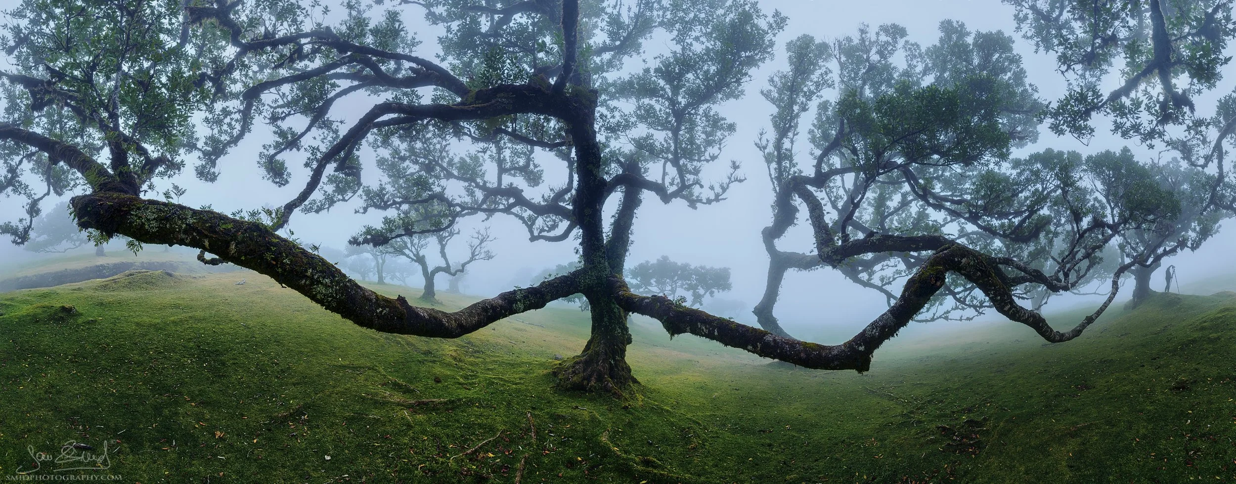 Award-winning 360-degree panoramic landscape photograph "The Grasping Embrace" featuring the ancient, gnarled laurel trees of Fanal Forest, Madeira, enveloped in thick mist. Captured by Jan Smid, Master QEP, during a 2023 photography expedition.