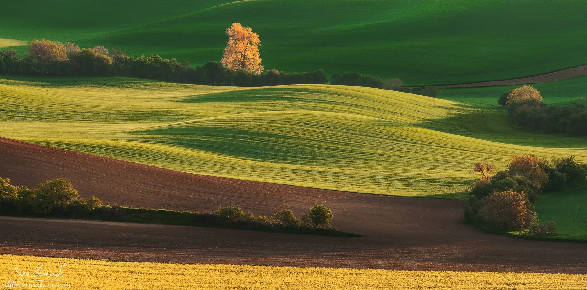 Telephoto landscape of a solitary tree in the rolling green fields of South Moravia, titled Guardian of the Fields, by Jan Smid, Master QEP.