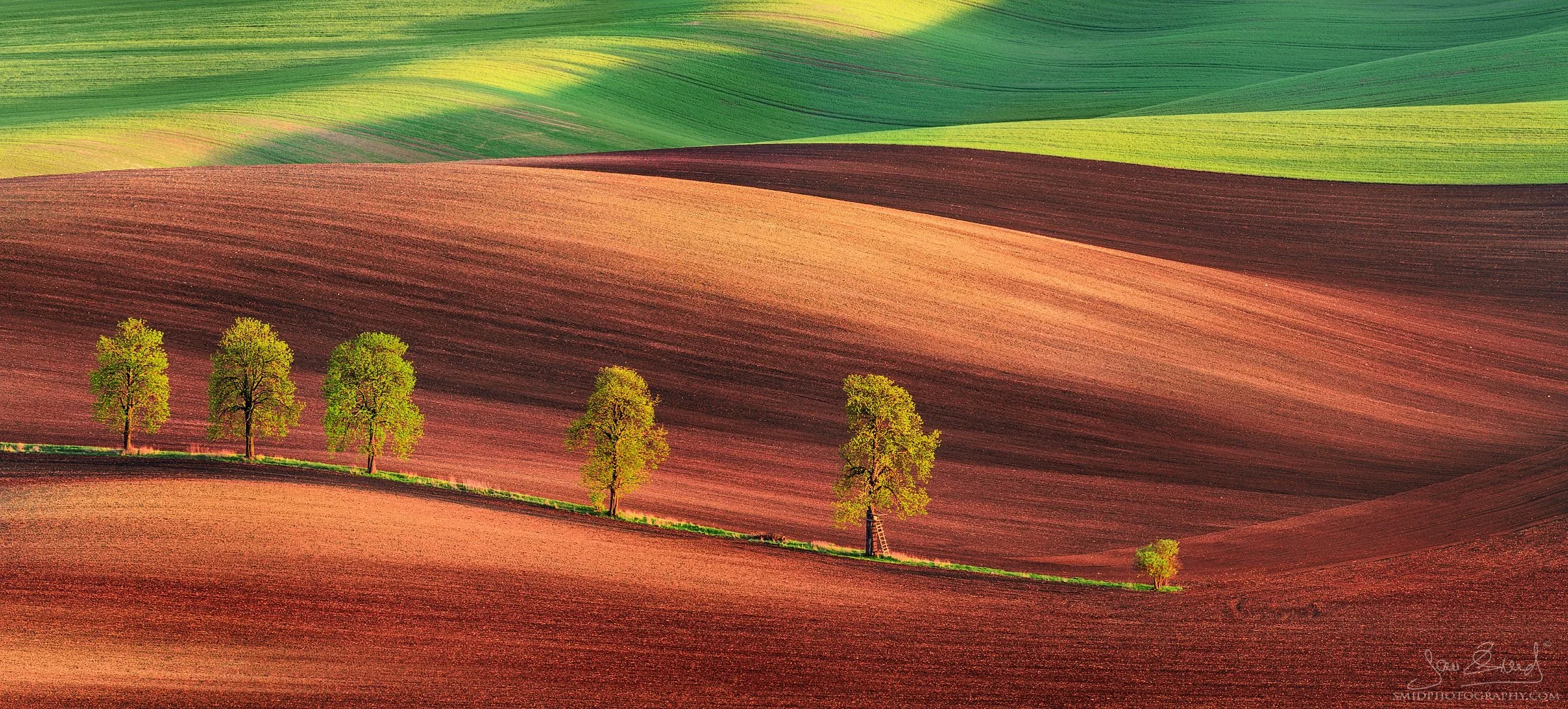 The world-famous telephoto panorama of a winding chestnut alley in South Moravia at sunset by Jan Smid, Master QEP. Award-winning landscape photography.