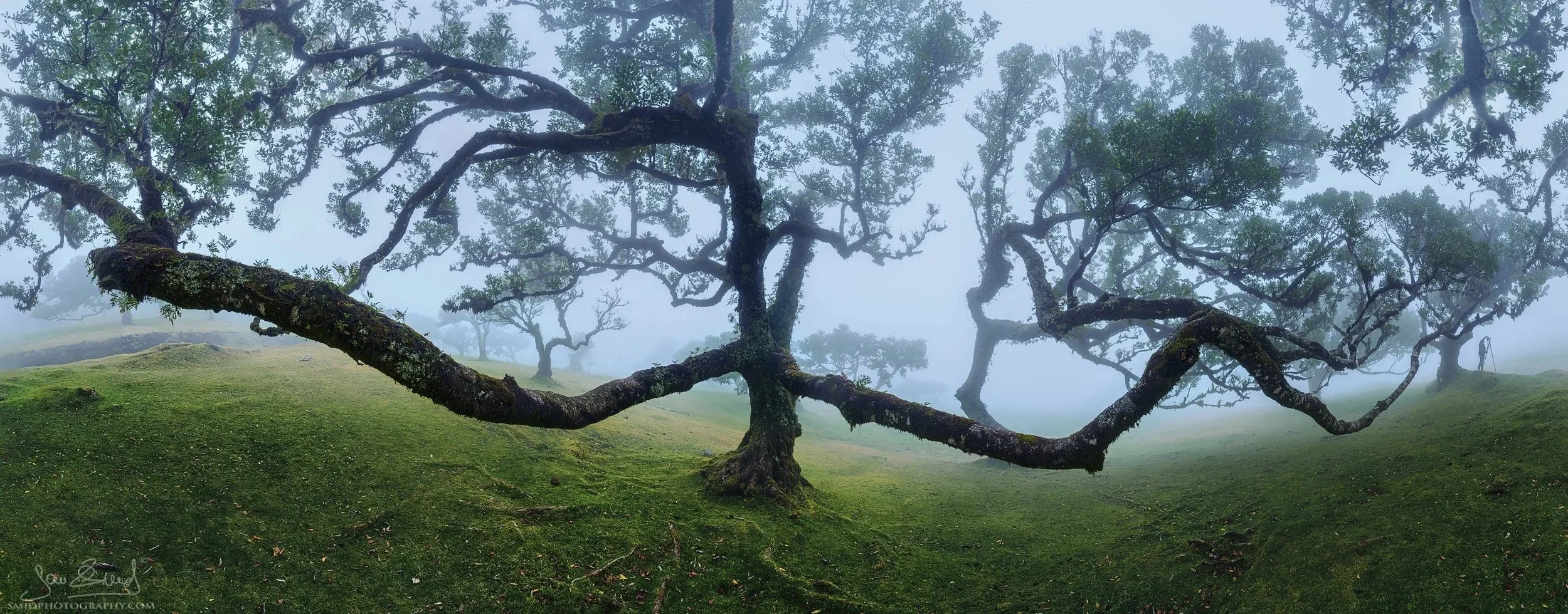 A unique 360-degree panoramic photograph capturing the gnarled, ancient trees of the Fanal Laurissilva forest shrouded in deep mist on Madeira, taken during a Jan Smid landscape photography expedition.