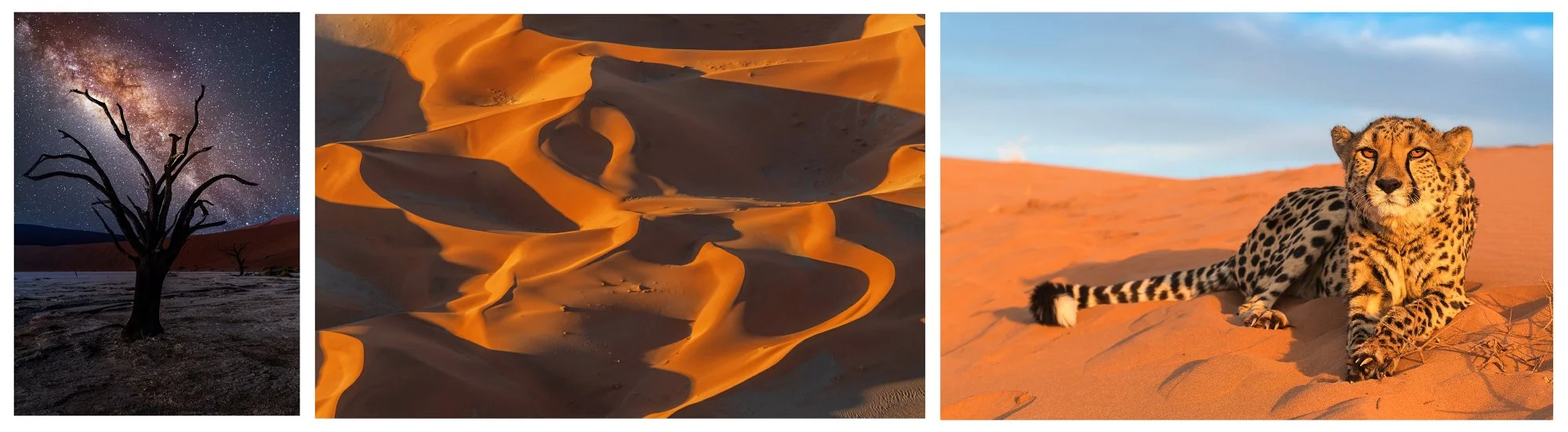 Mosaic of Namibia photography showing desert dunes, Milky Way night sky and wildlife, captured during a premium Namibia photo expedition.