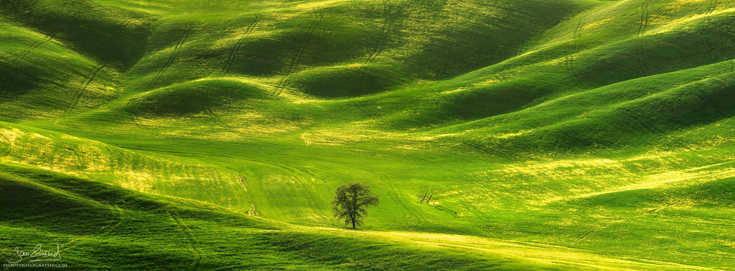 Surrounded: 2017 spring panorama of a lonely tree in the rolling green hills of Tuscany. Jan Smid, Master QEP, leading elite April photo expeditions since 2017.